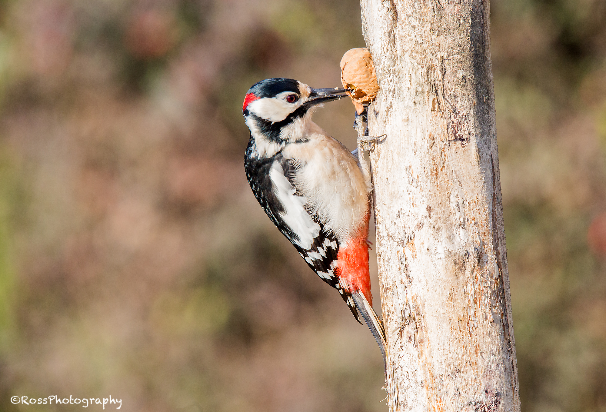 Red Woodpecker 2...