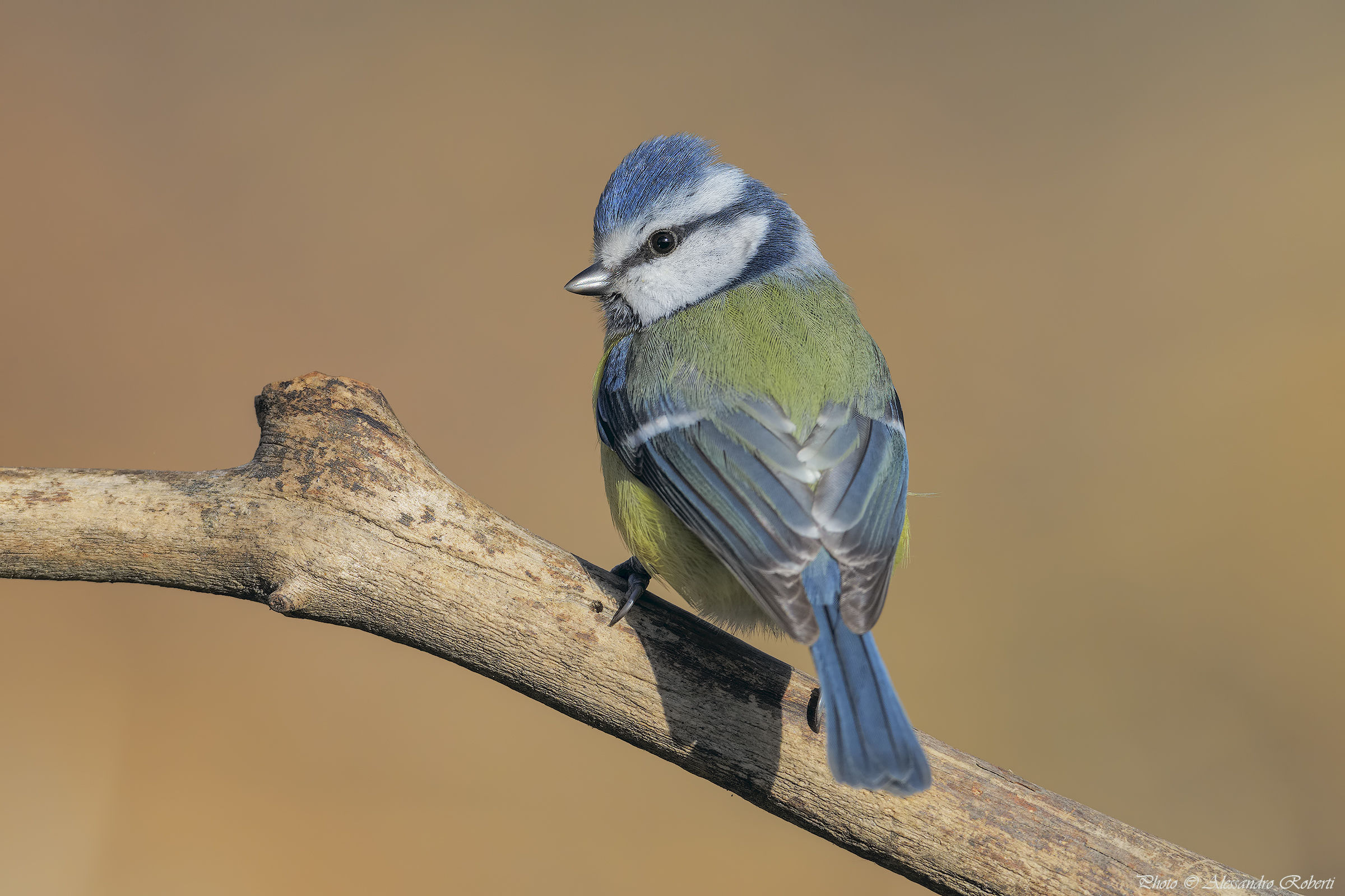 Blue tit (Cyanistes caeruleus)...