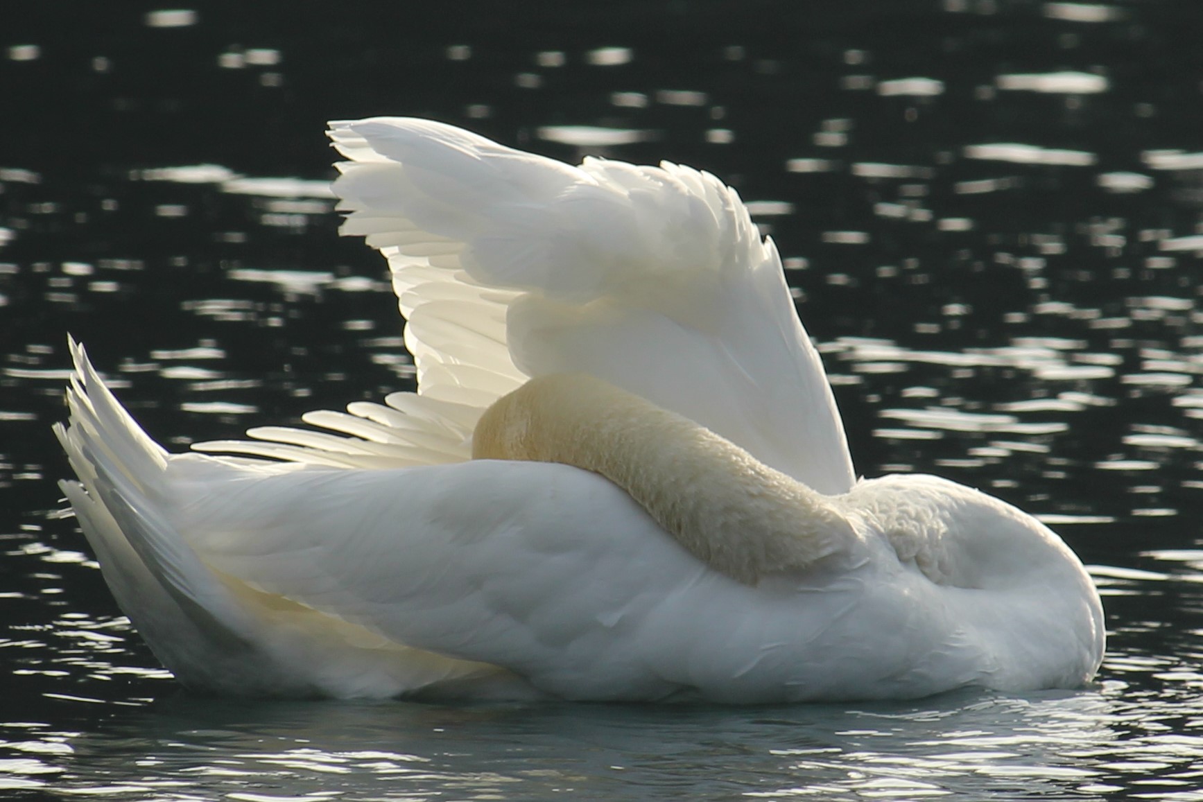 cigno...