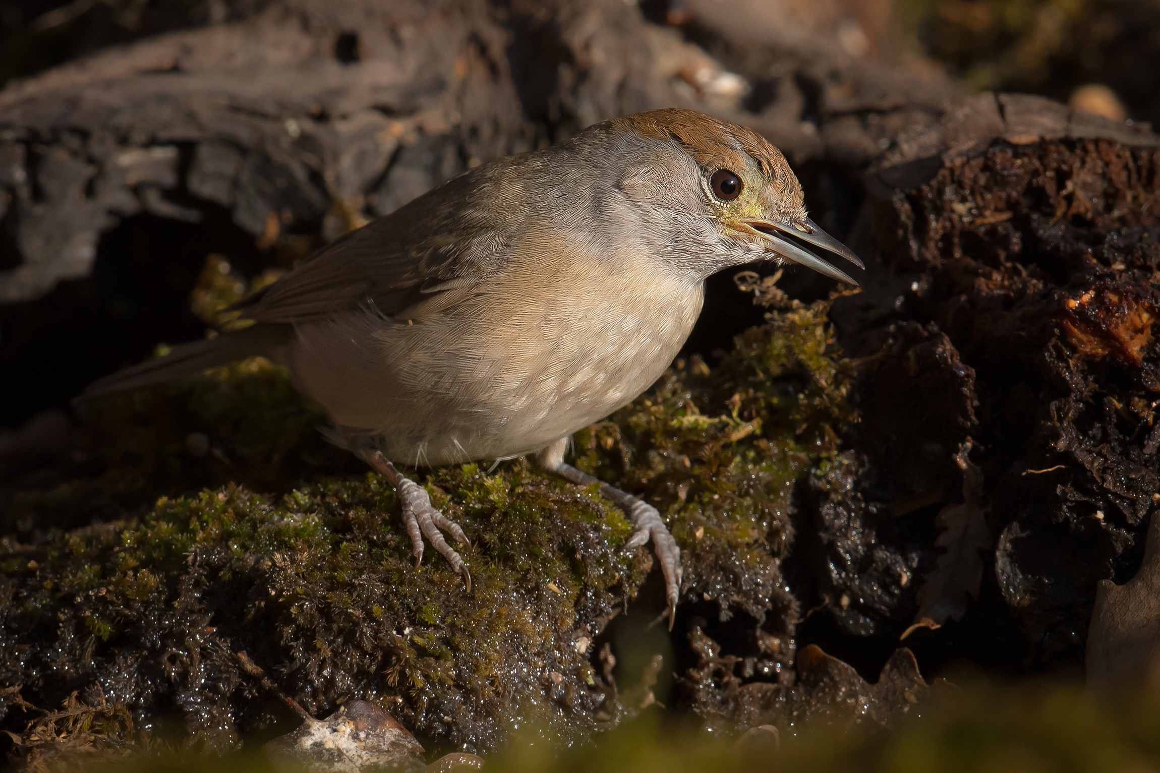 blackcap...