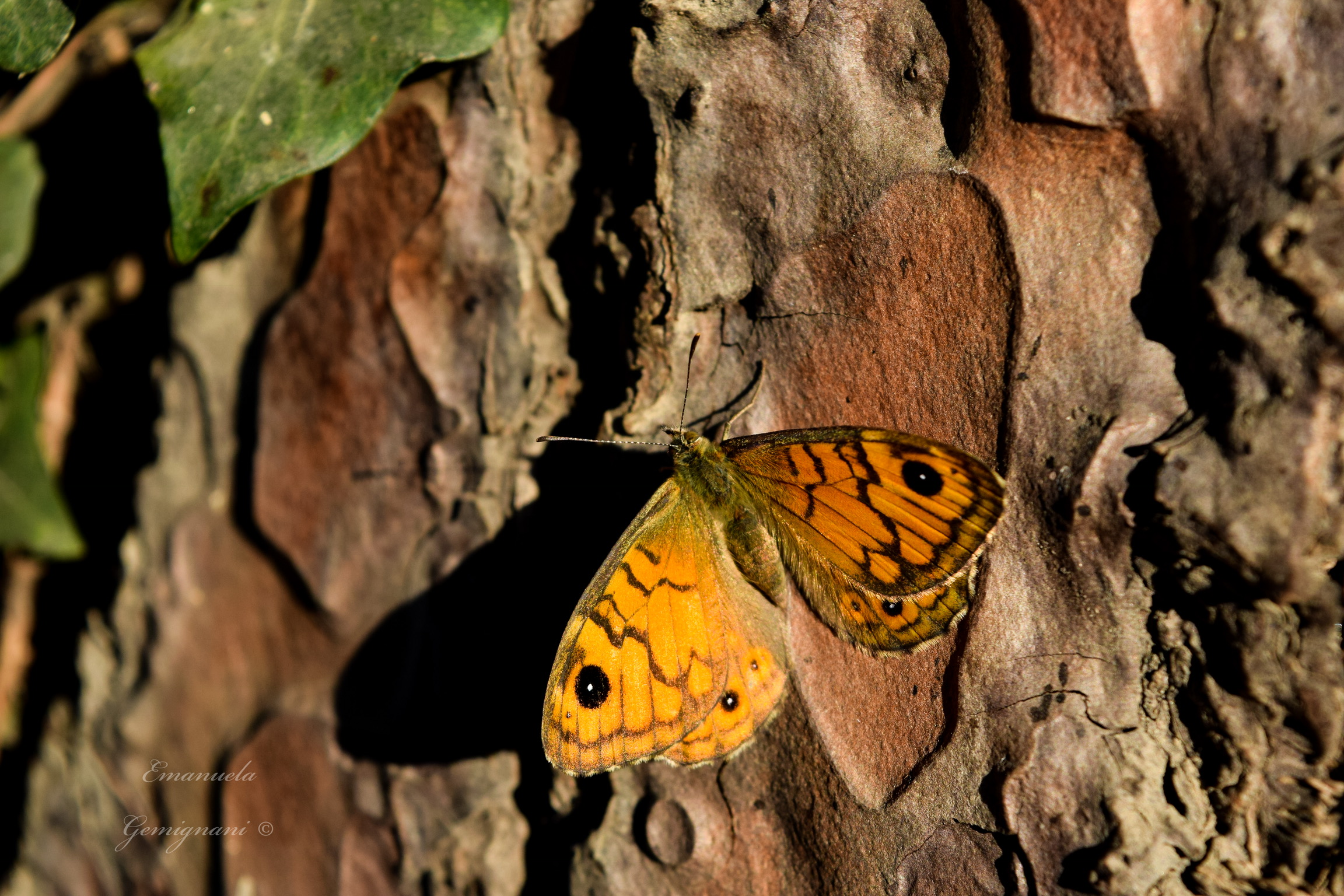 Autumn butterfly...