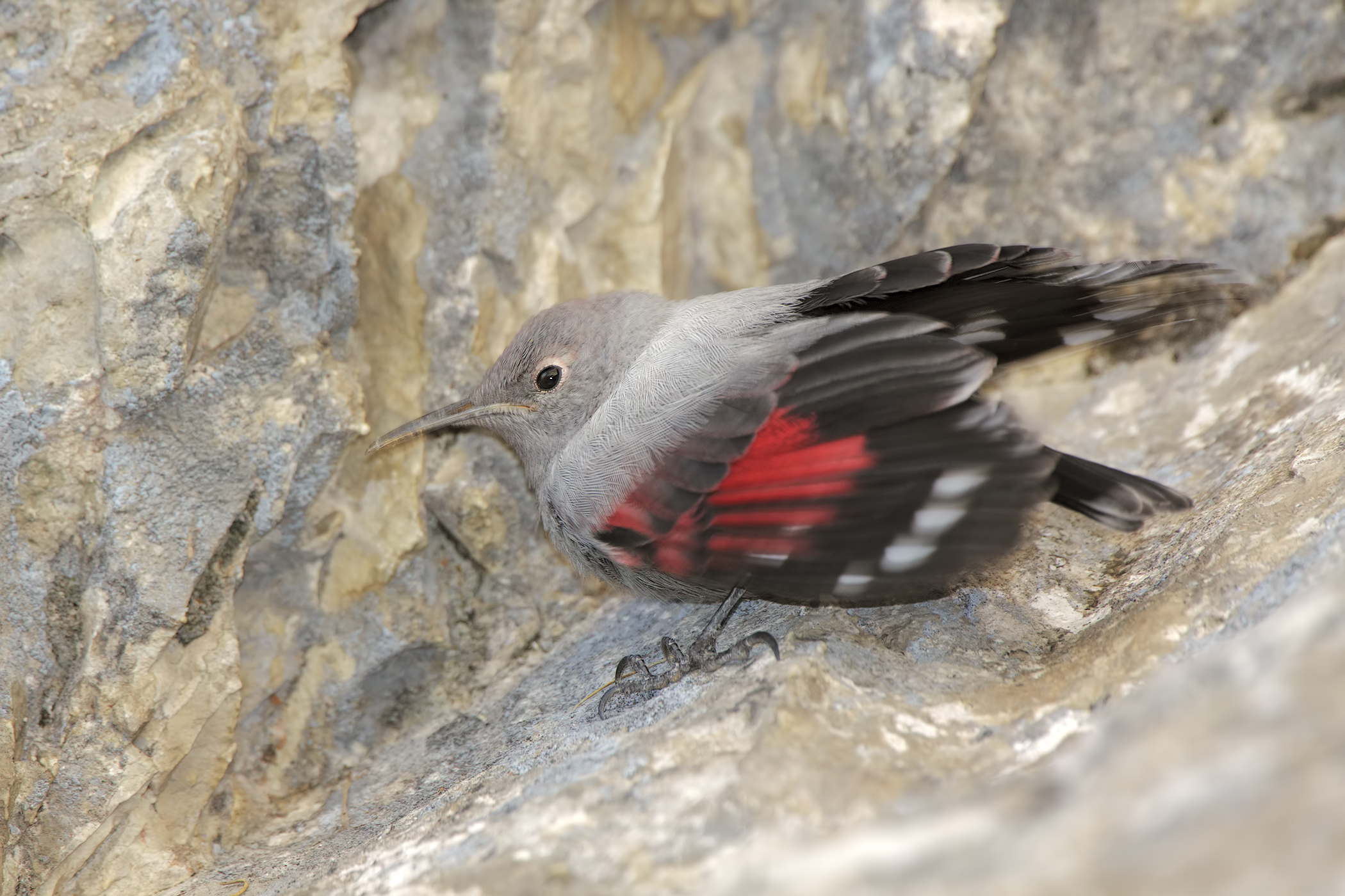 Wallcreeper Juv....