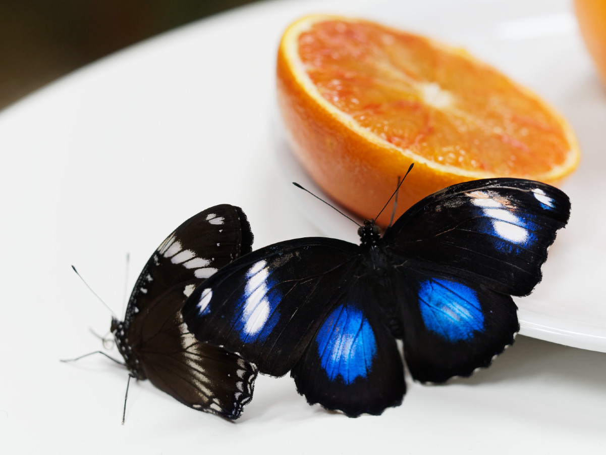 Butterfly & Food 4...