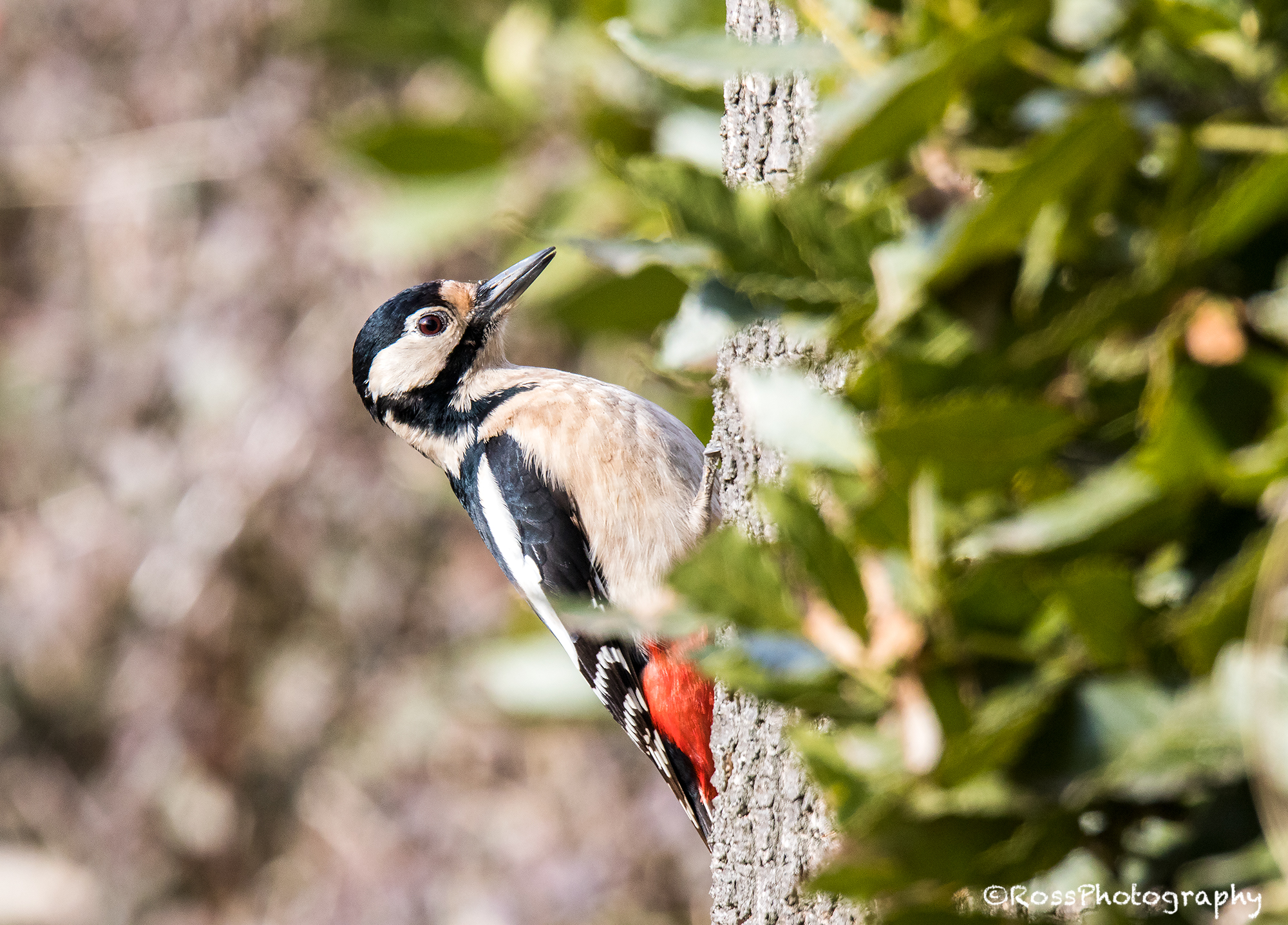 Red woodpecker...