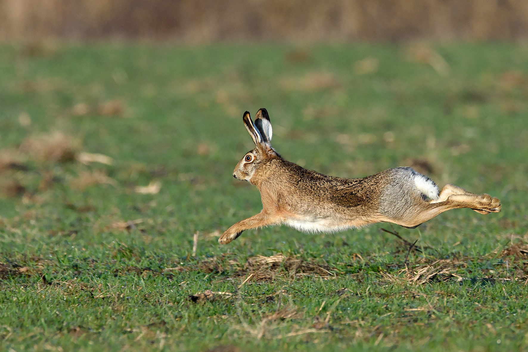 Female hare in the race...