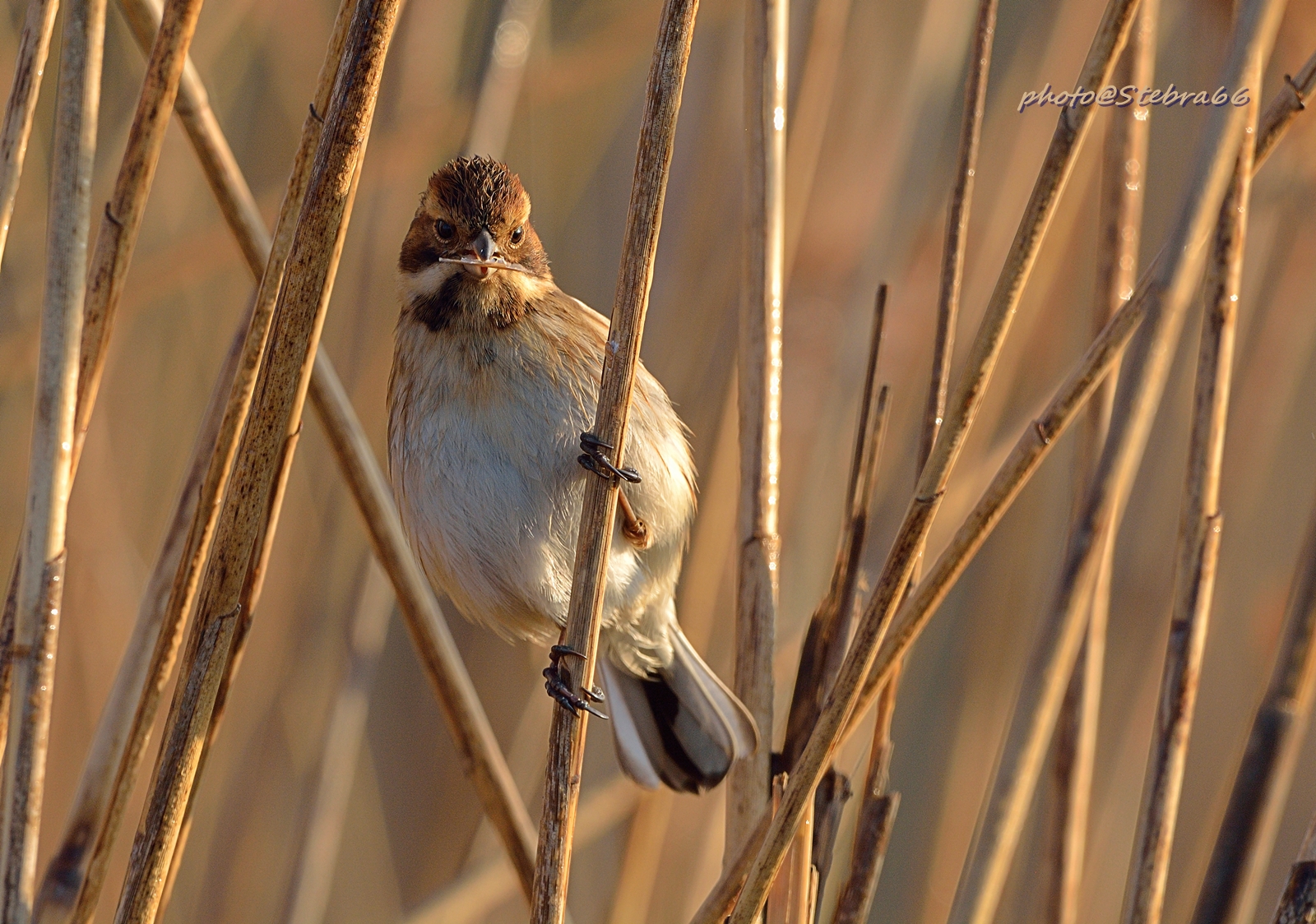 Among the reeds...