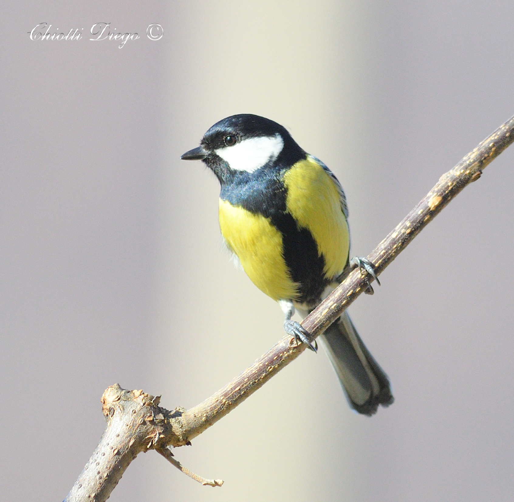 Great Tit...