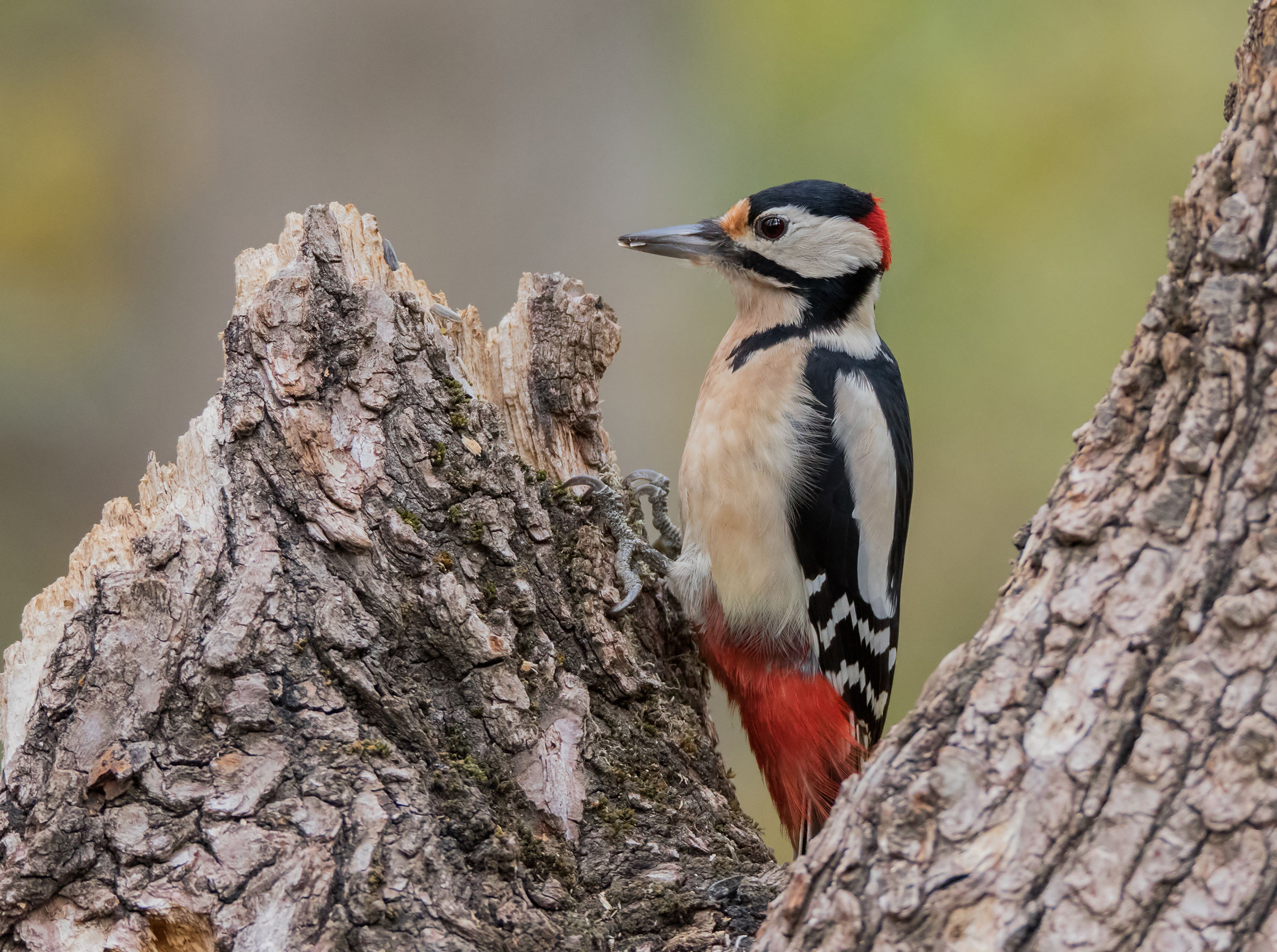 Great Spotted Woodpecker (m)...