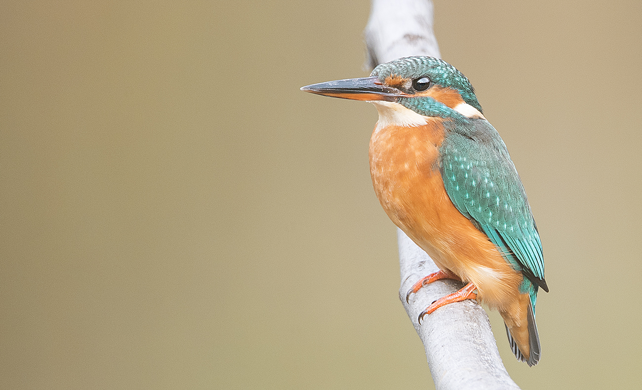 Kingfisher...