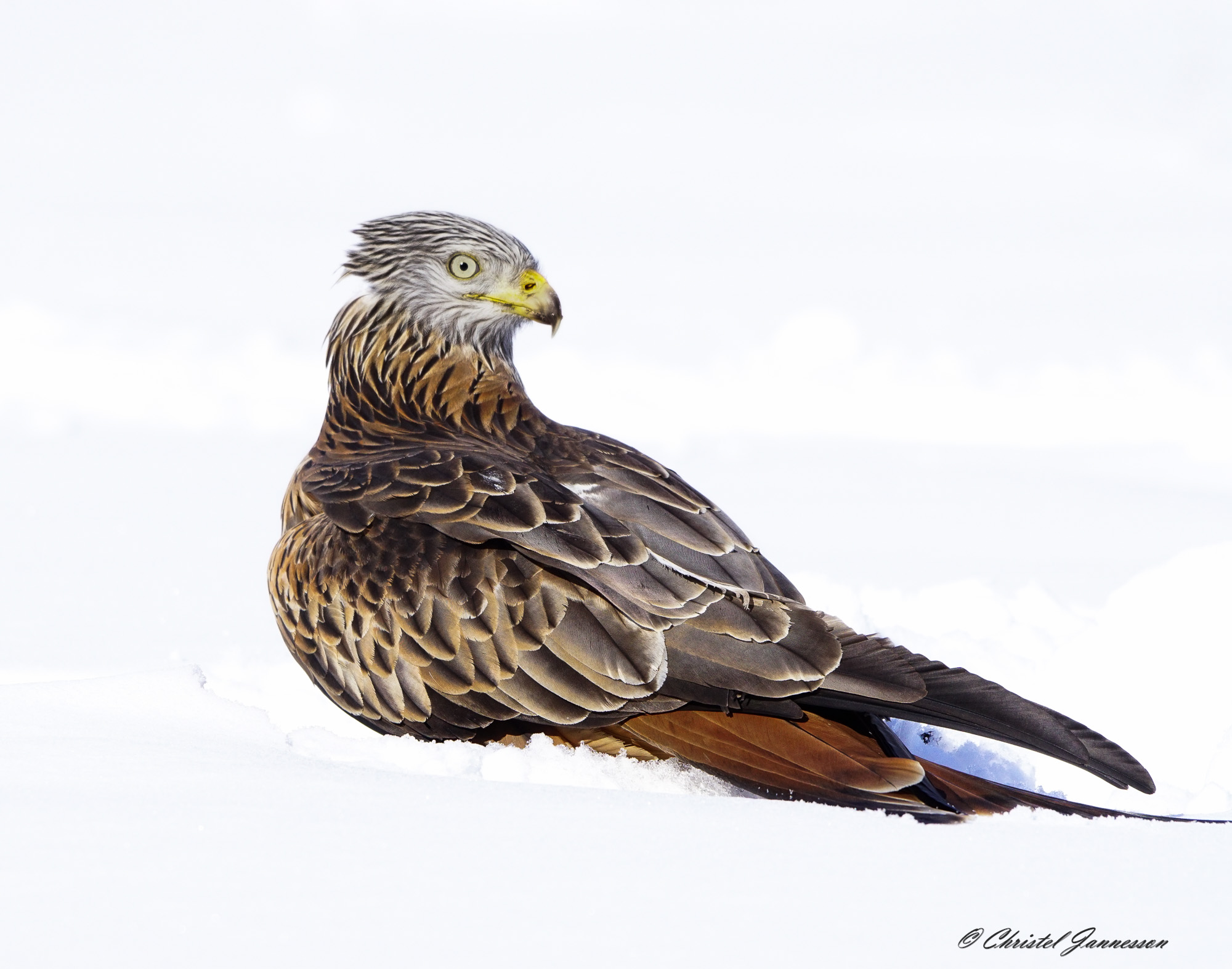 Red Kite - like a palette in the snow...