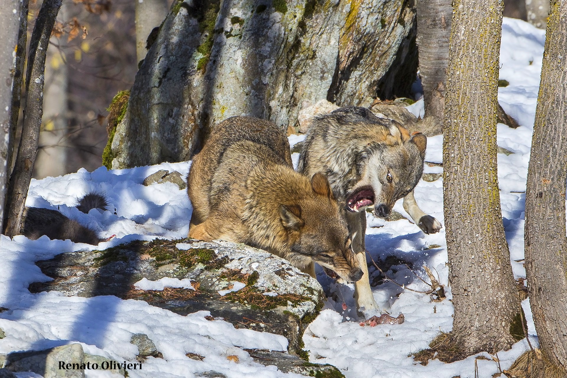 Dispute between wolves...