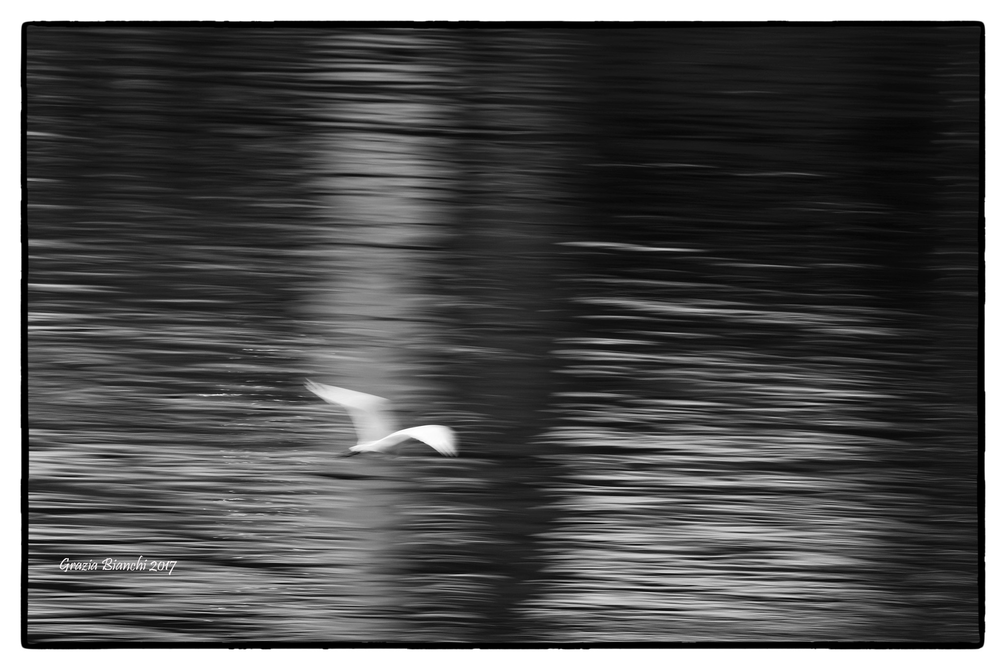 Egret in movement...