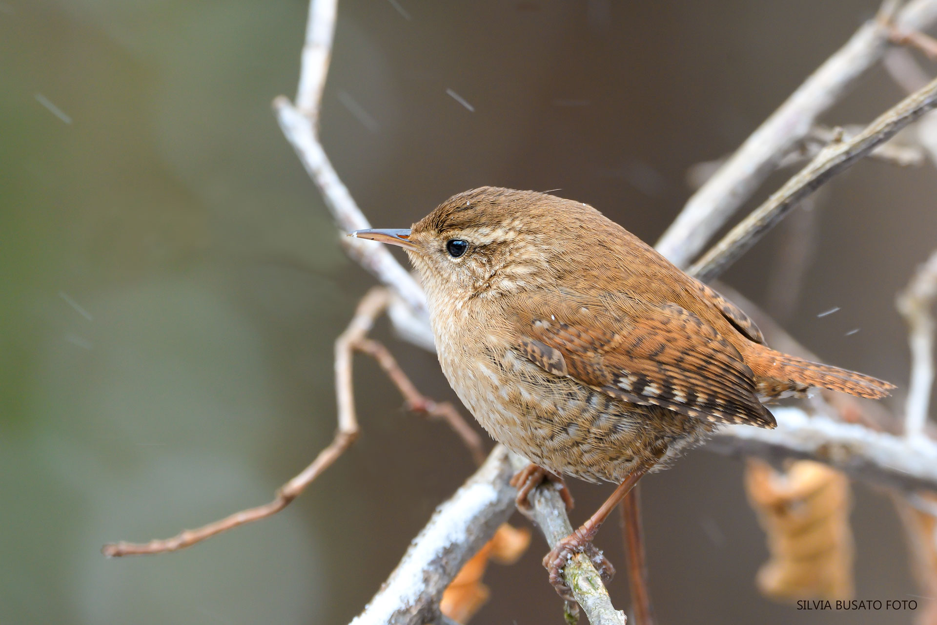 The wren and the snow...