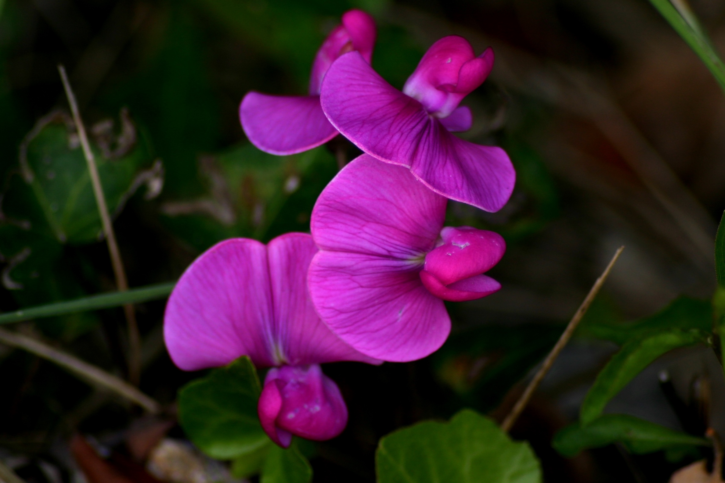 the violet flower...