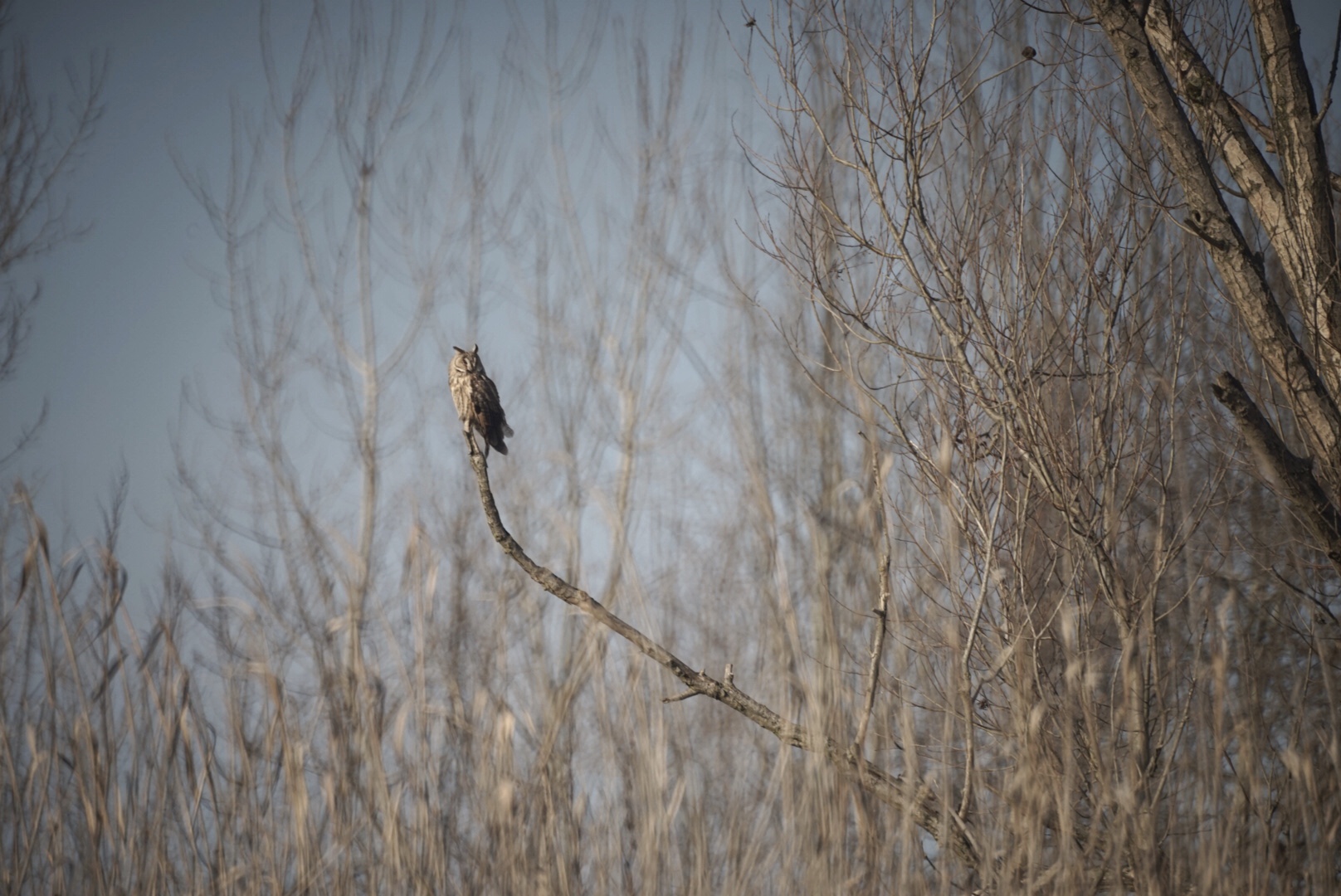 Long-eared owl river Po...