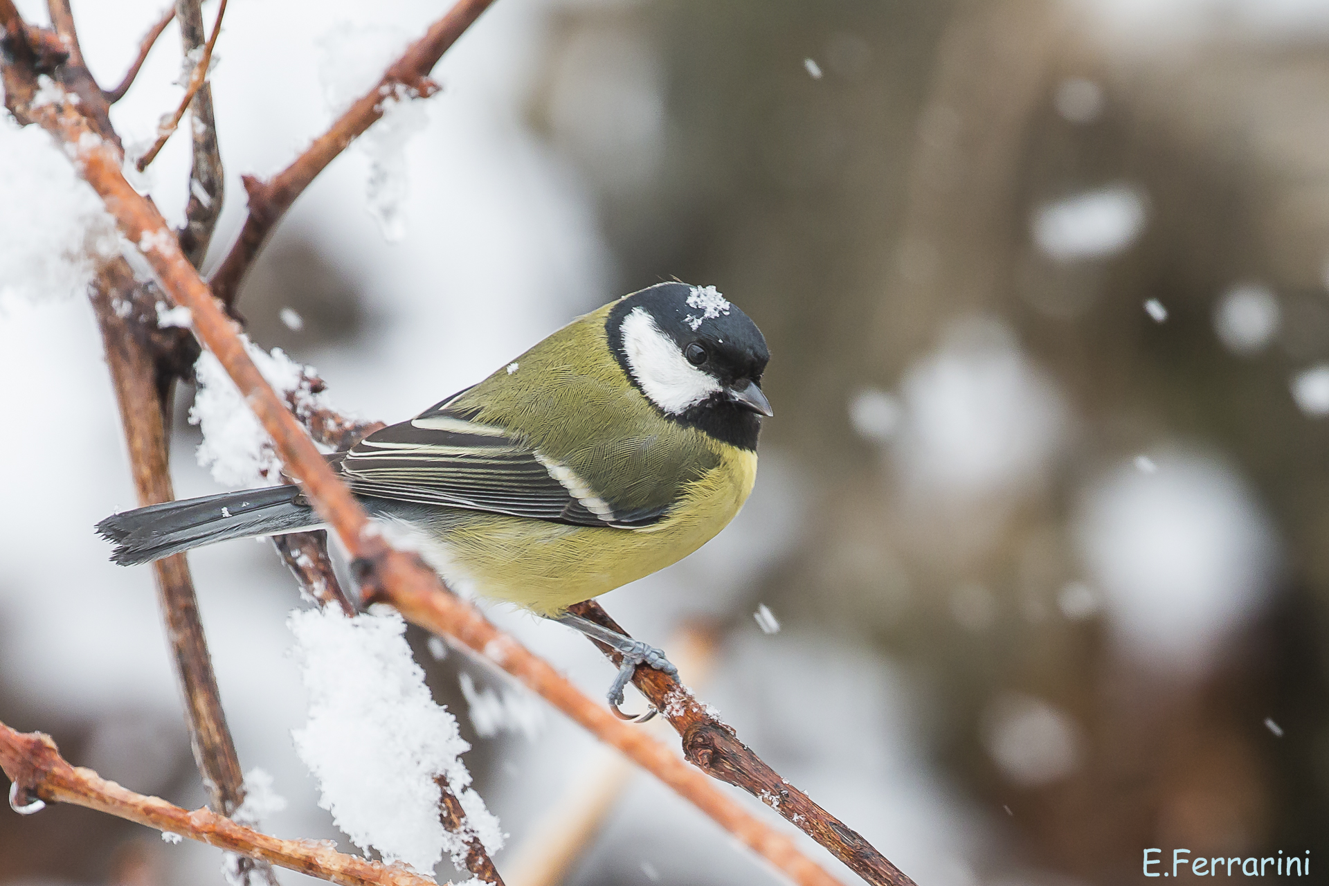 Great tit under the snow...