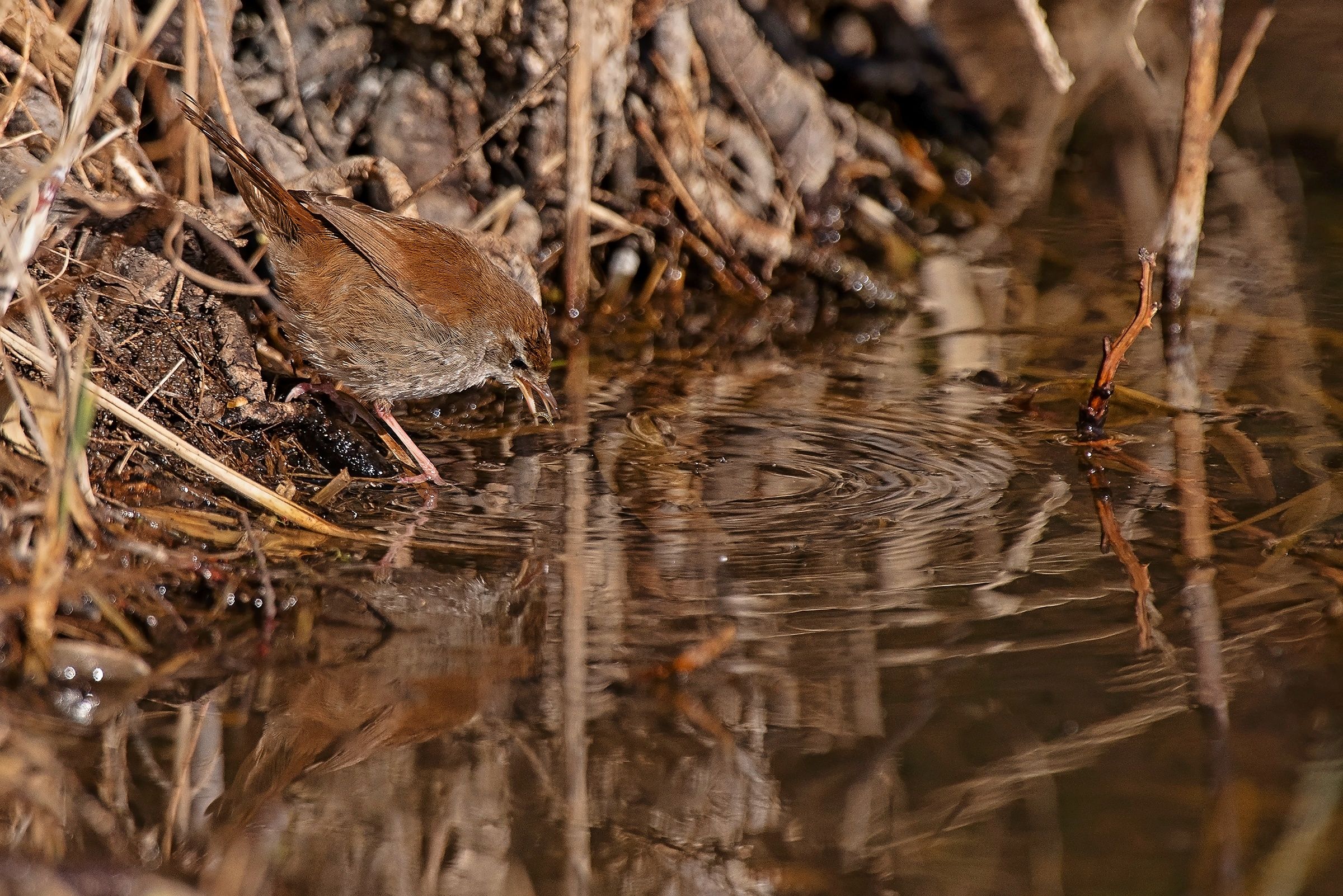 River nightingale with prey...