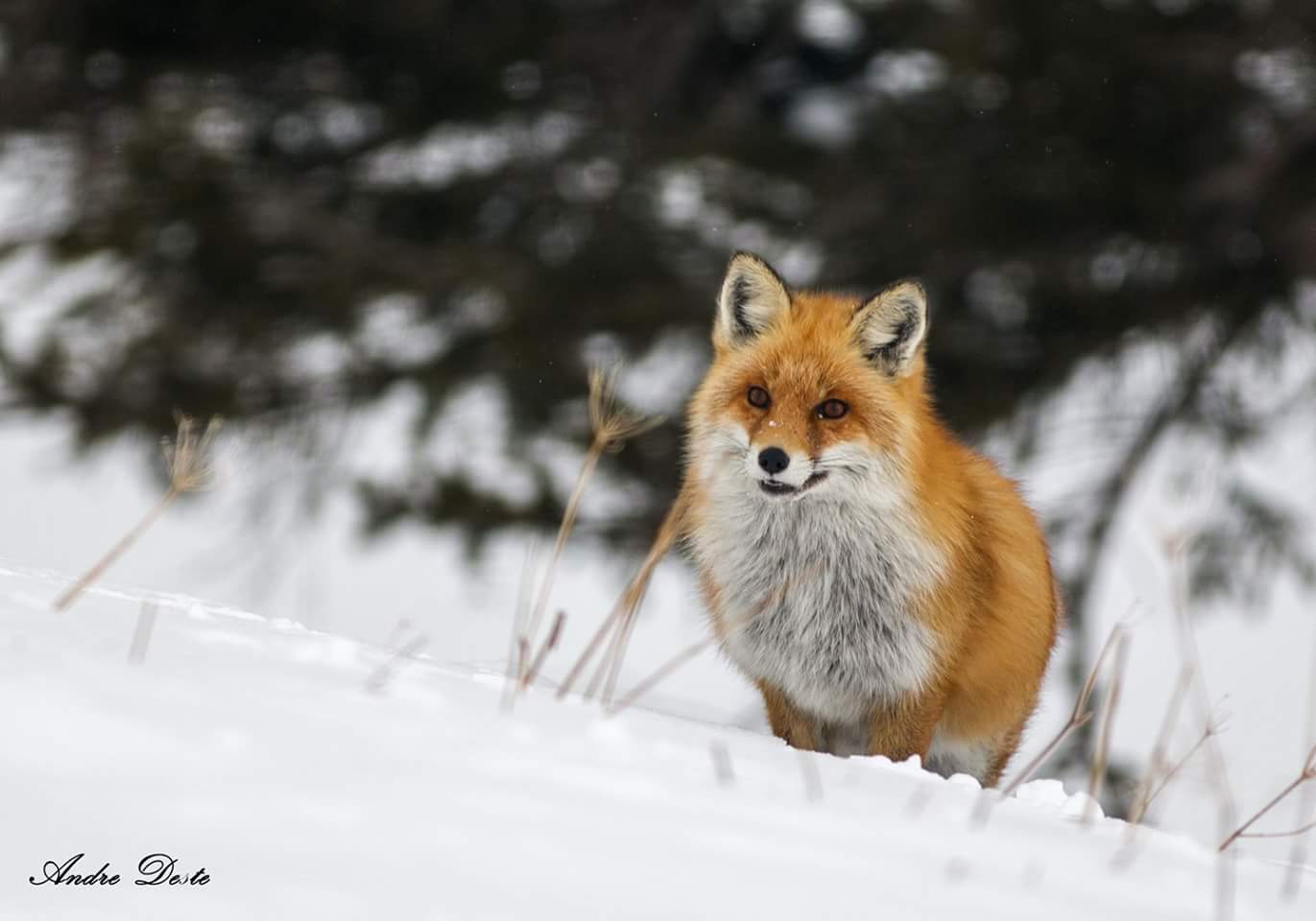 Curious fox...