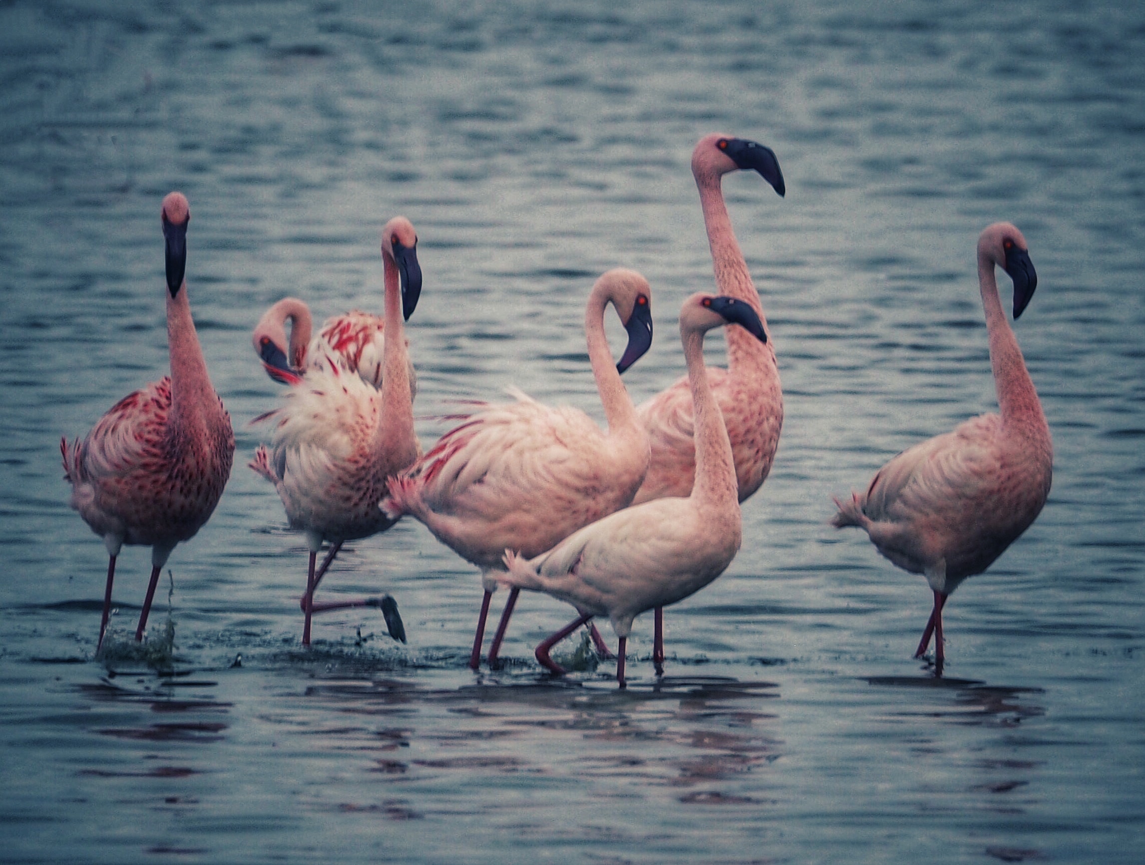 Flamingo2.0...