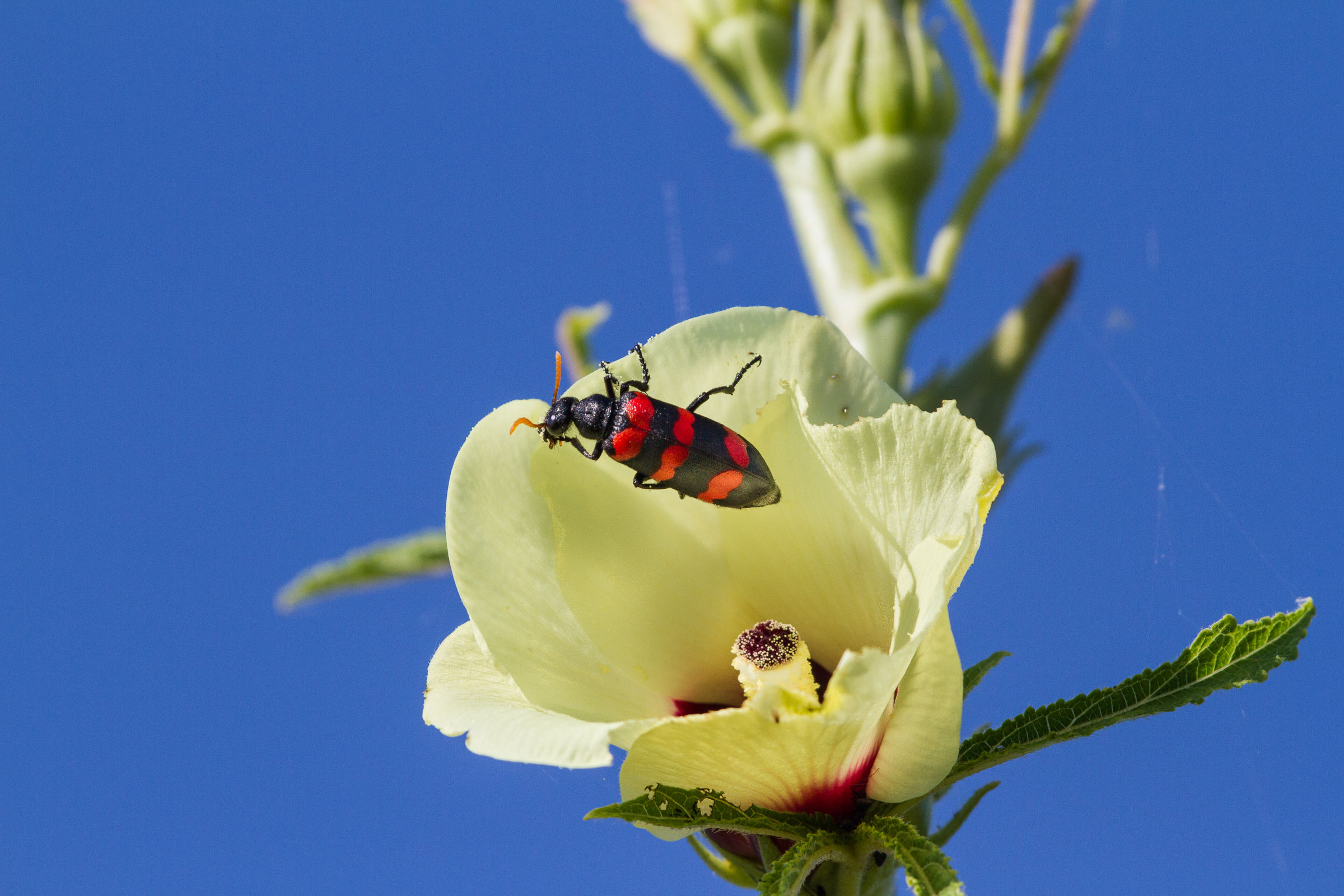 Flower and insect...