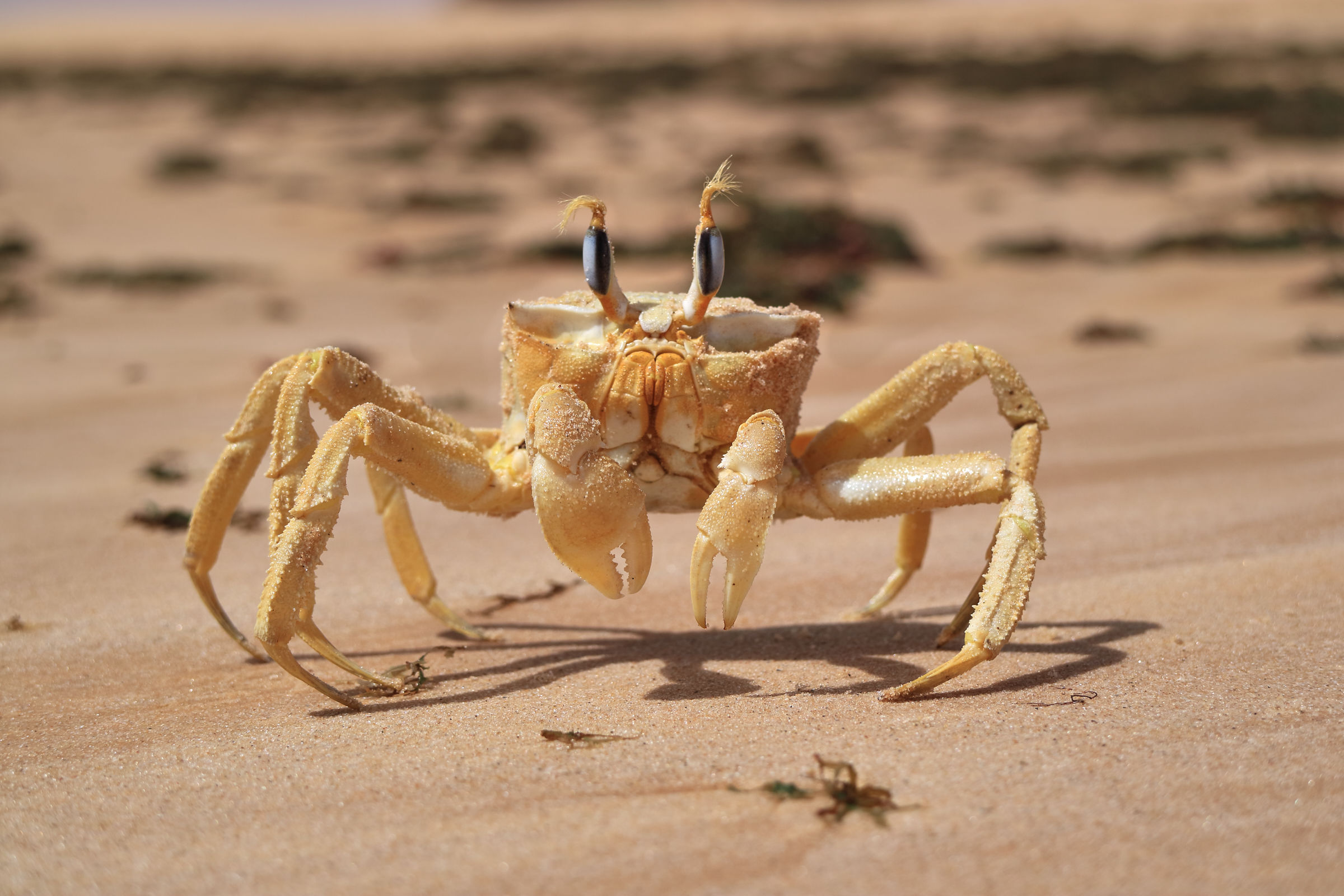 Crab...