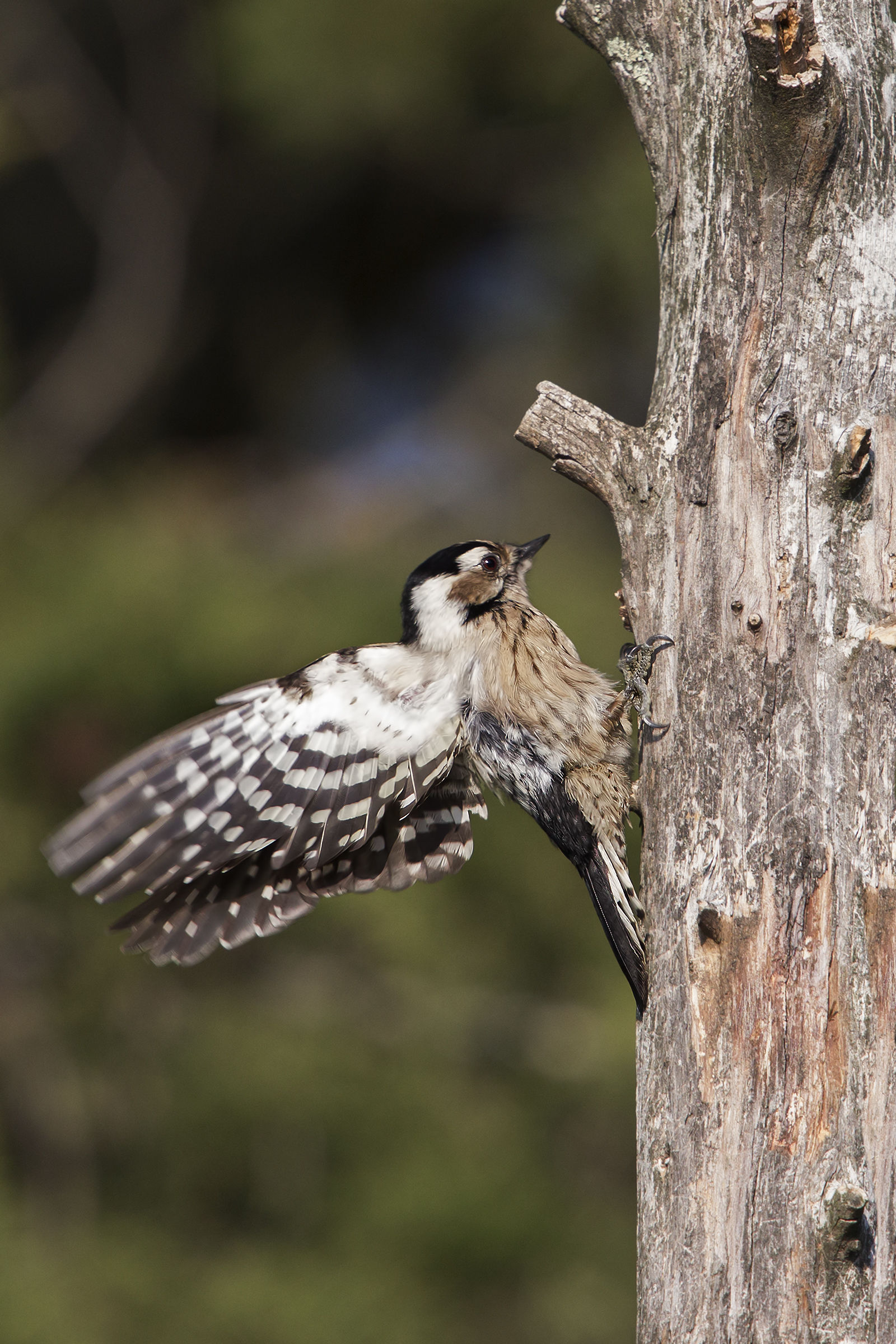 Red woodpecker min. fem....