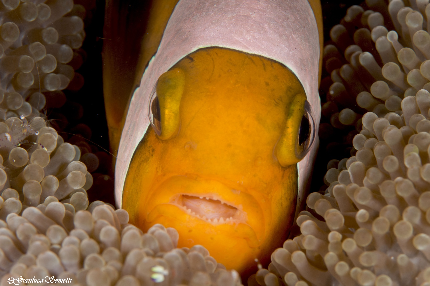 Nemo portrait...