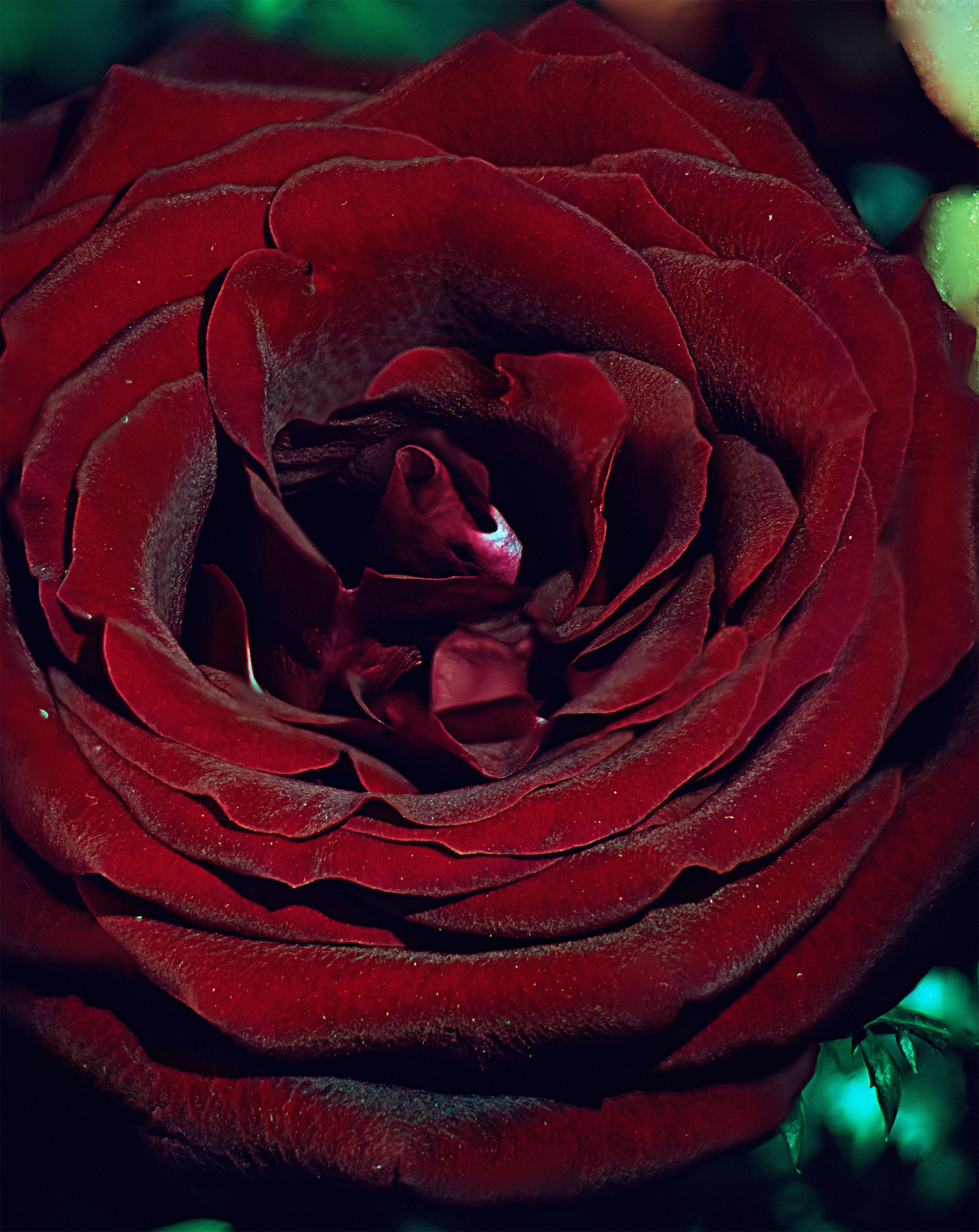 Rosa rosae, pixel sfhit 3...