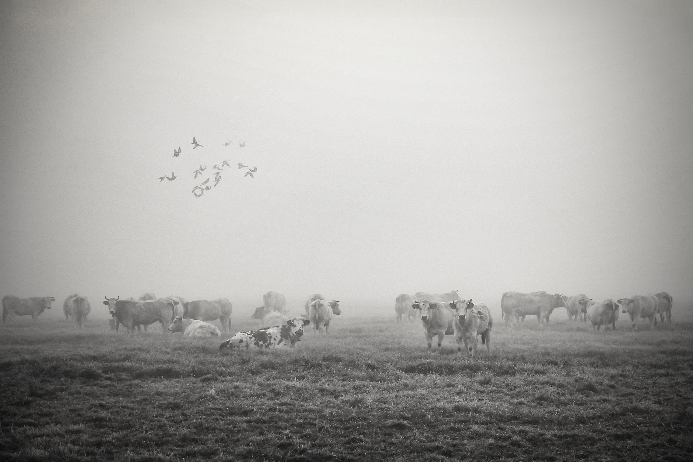 Mucche nella nebbia o nebbia nelle mucche?...