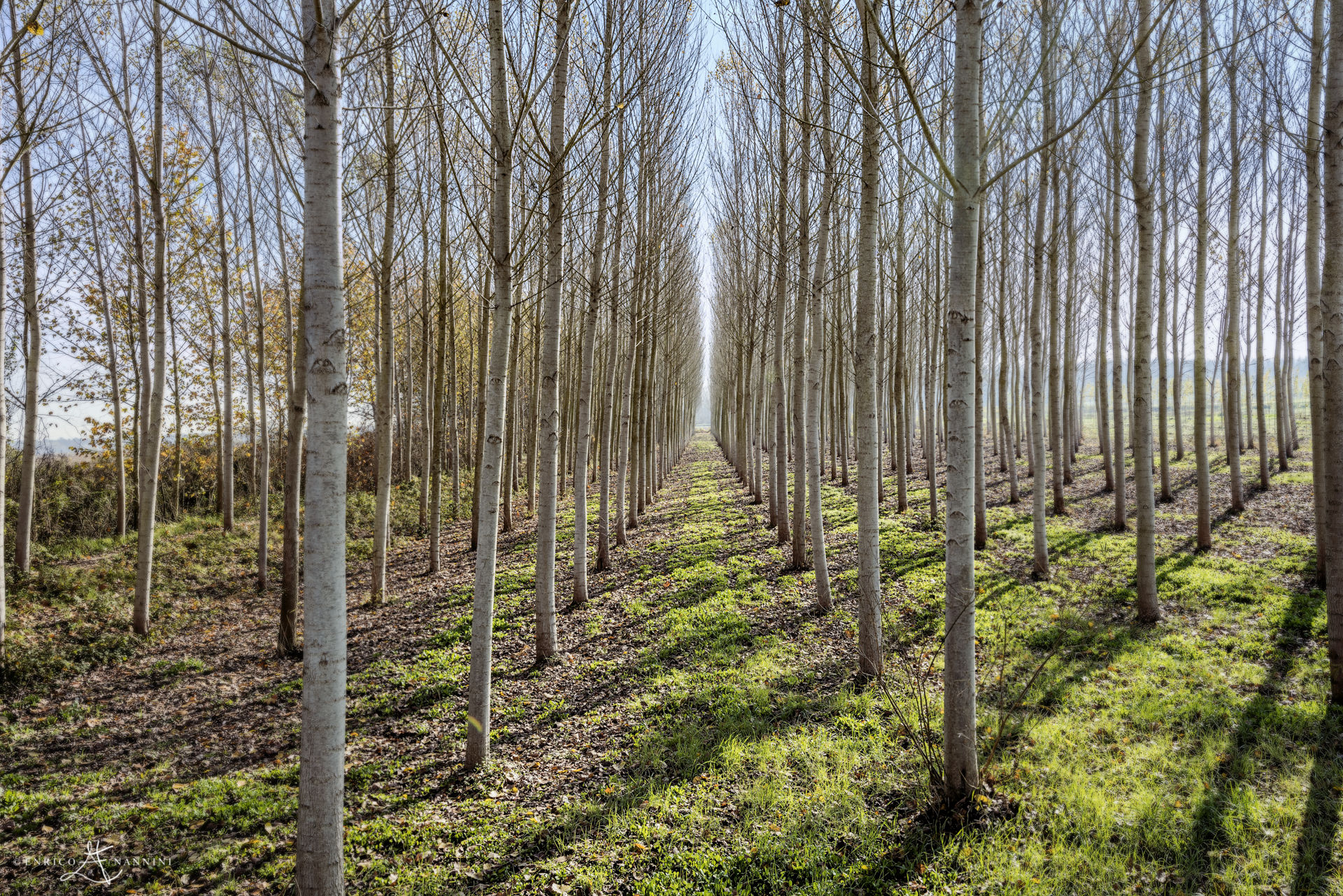 Un bosco di pioppi - Padule di Fucecchio...