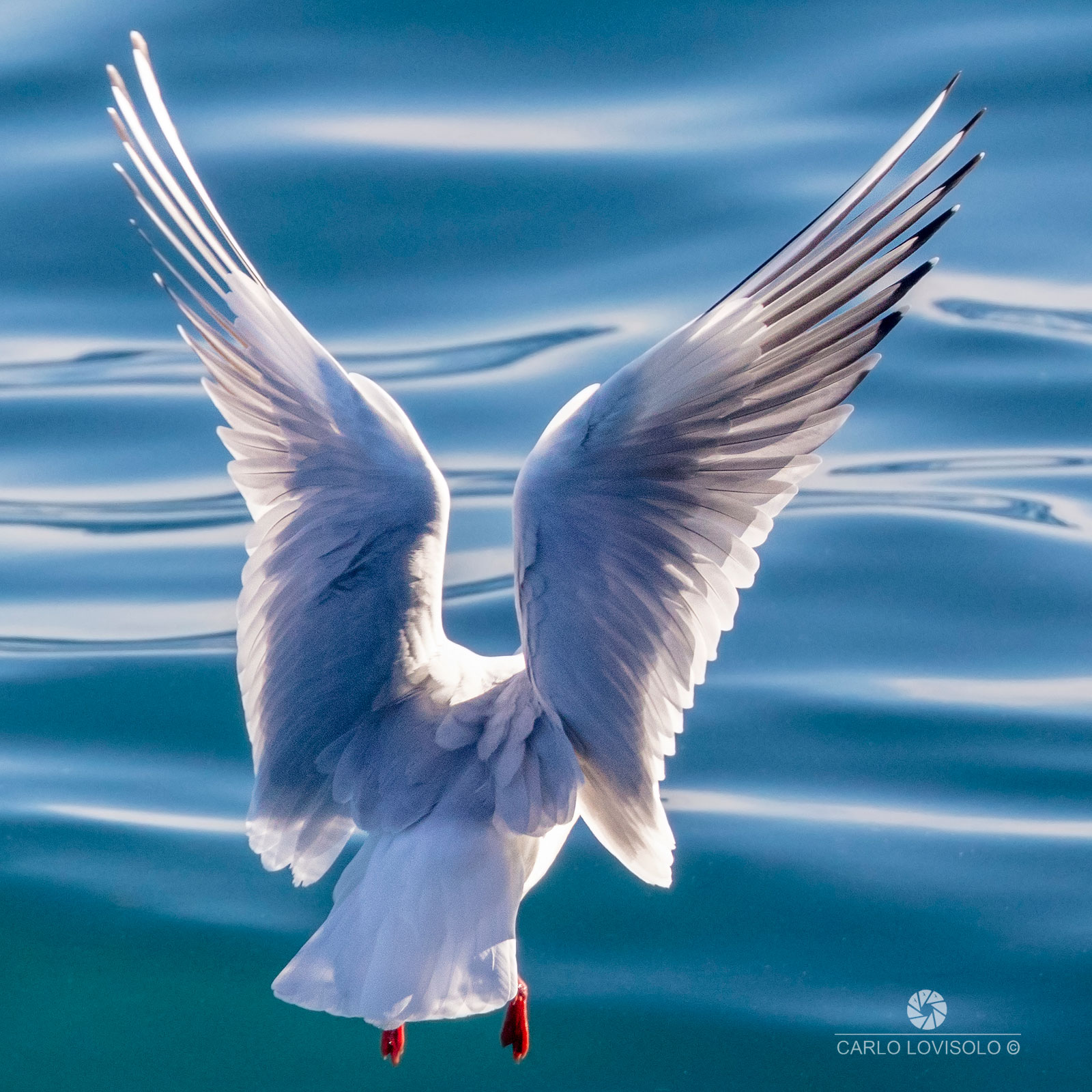 Ligurian sea gull, perhaps the angels exist...