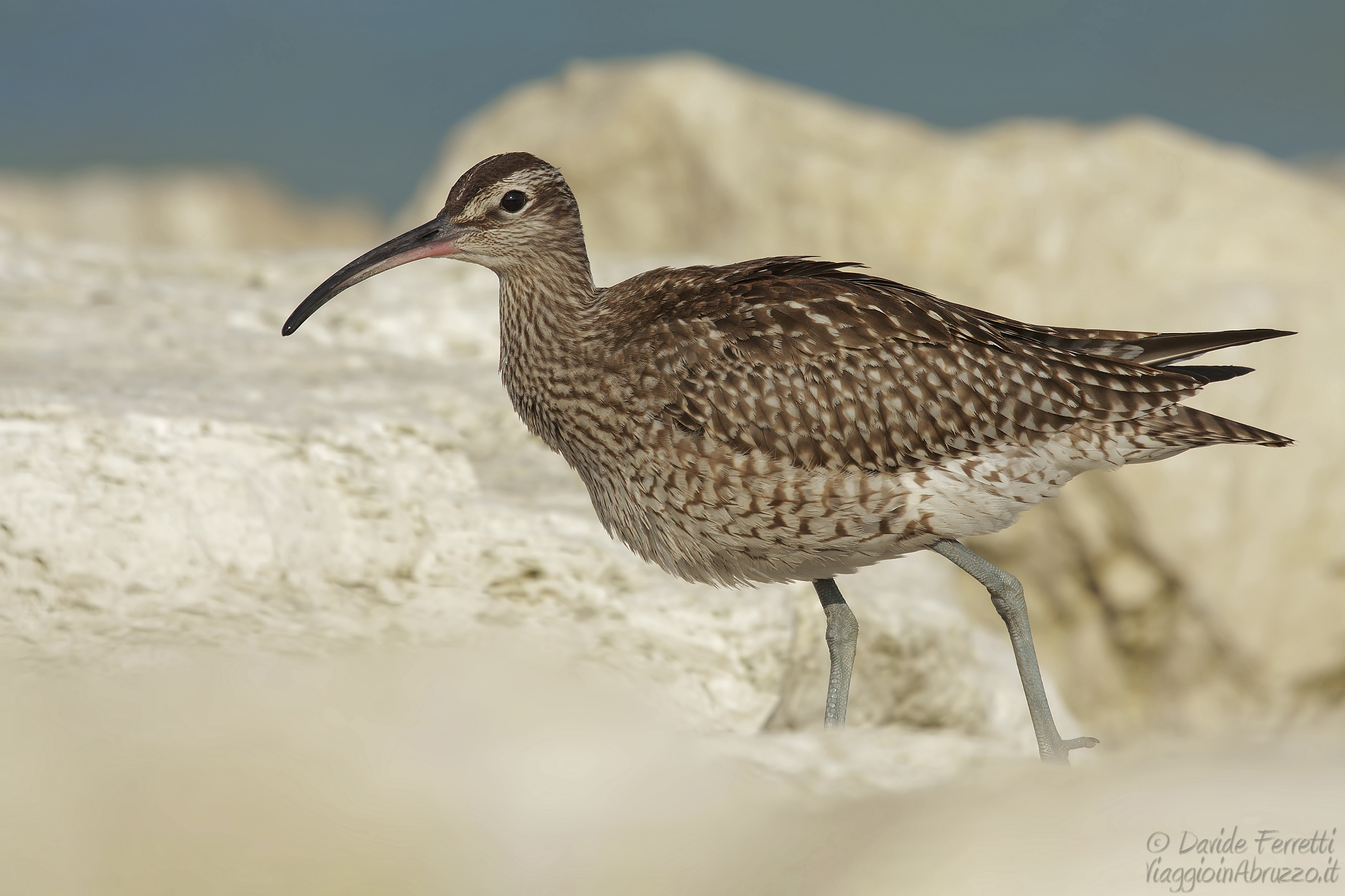 Chiurlo piccolo (Whimbrel)...