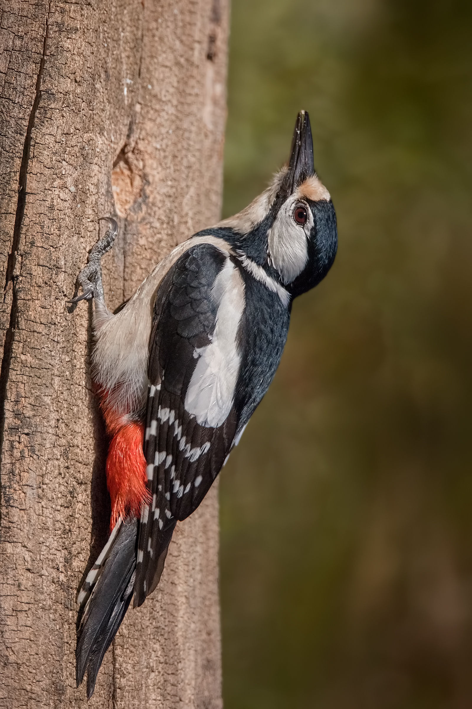 Great female woodpecker...