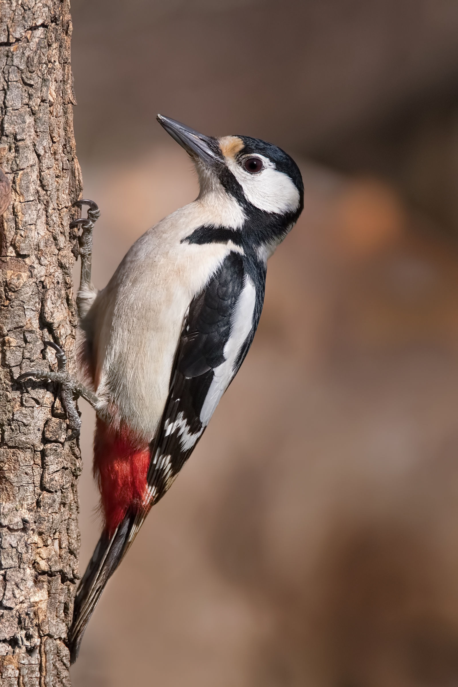 Great female woodpecker...