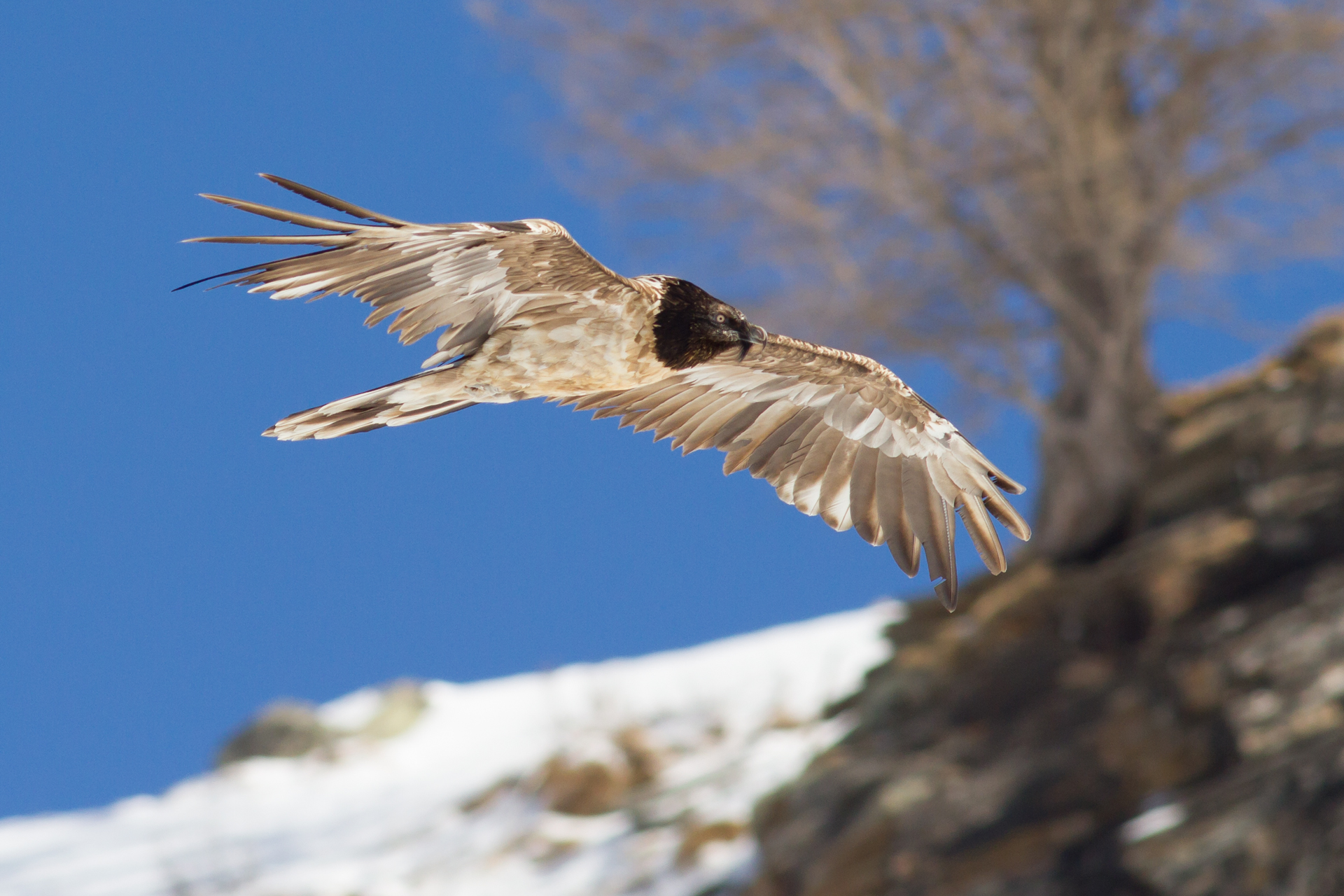 bearded vulture...
