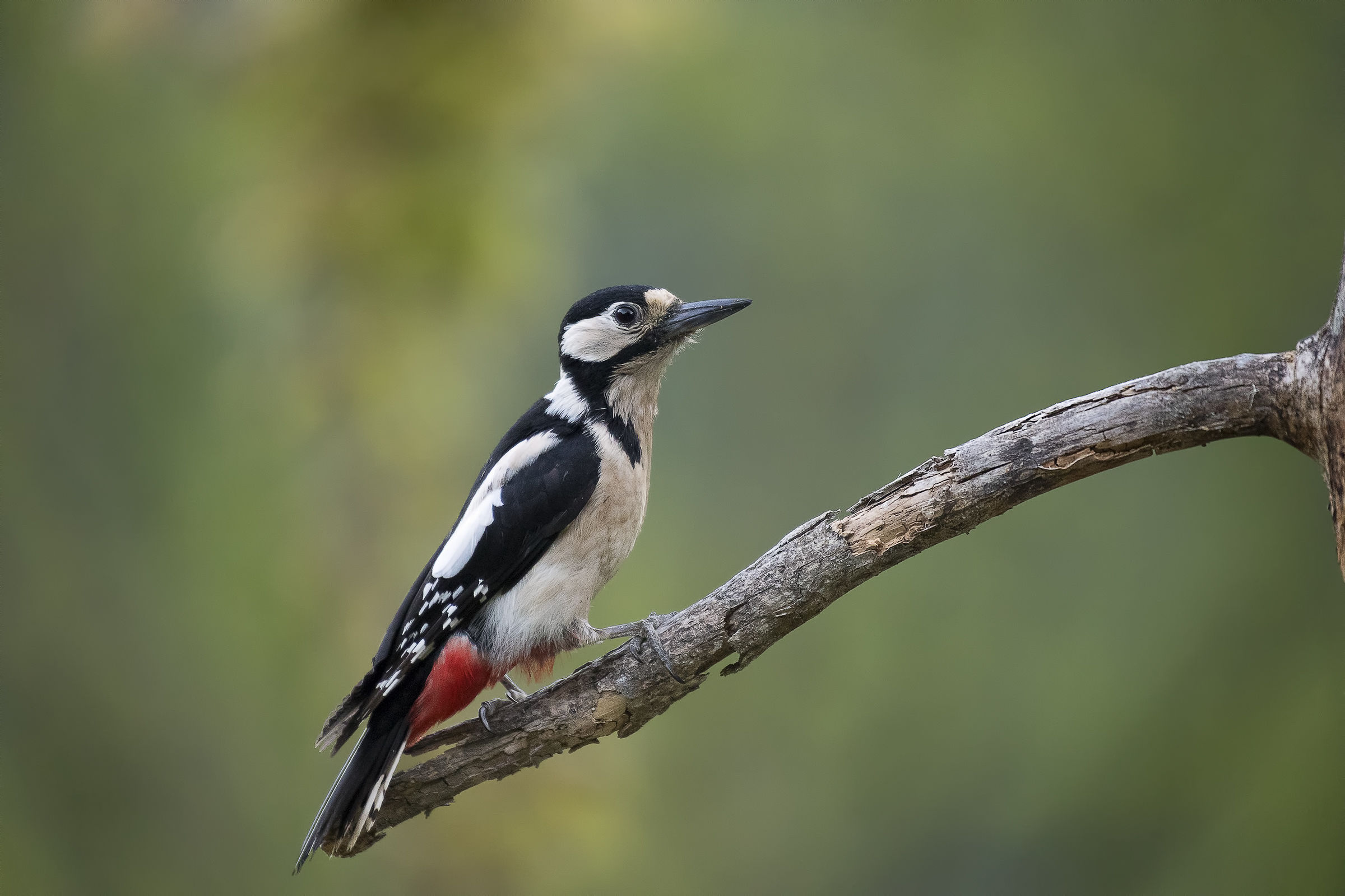 great female woodpecker!...