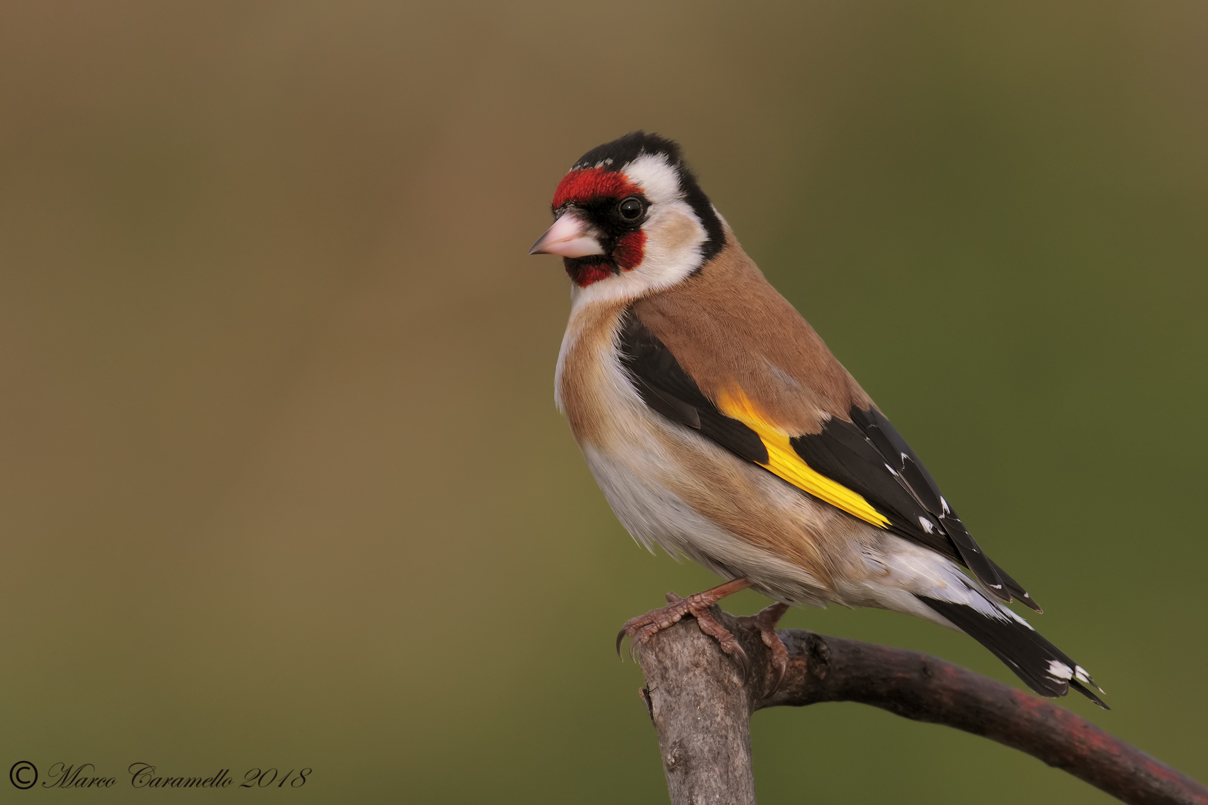 Goldfinch...