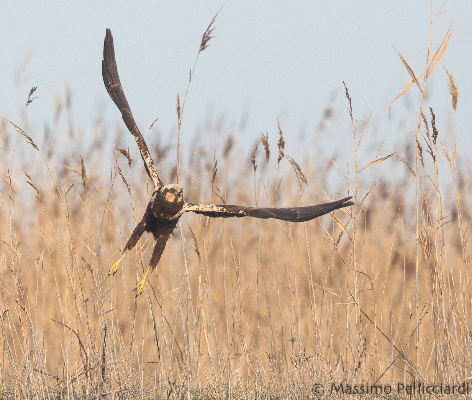 Swamp hawk departing...