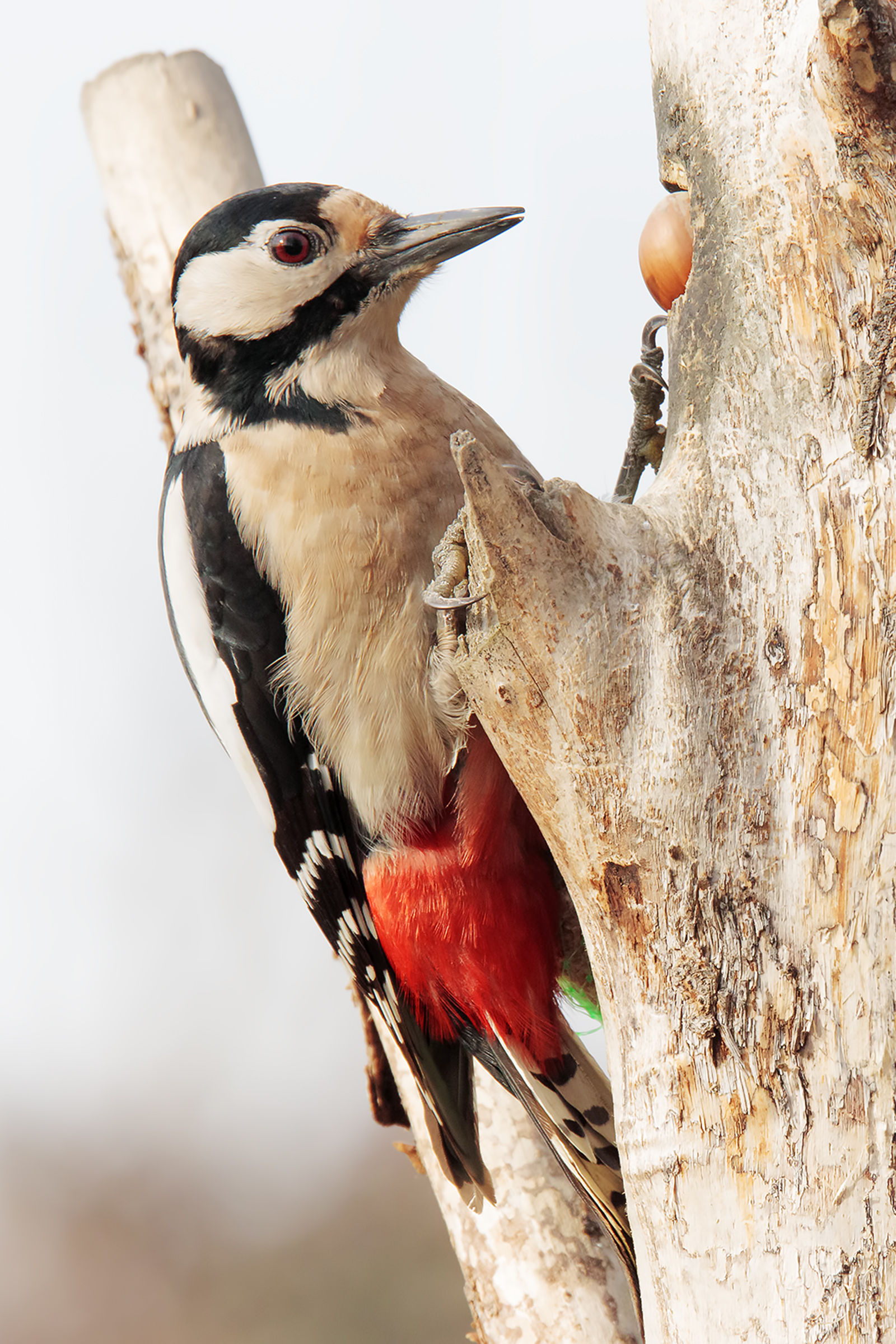 Red woodpecker 2...