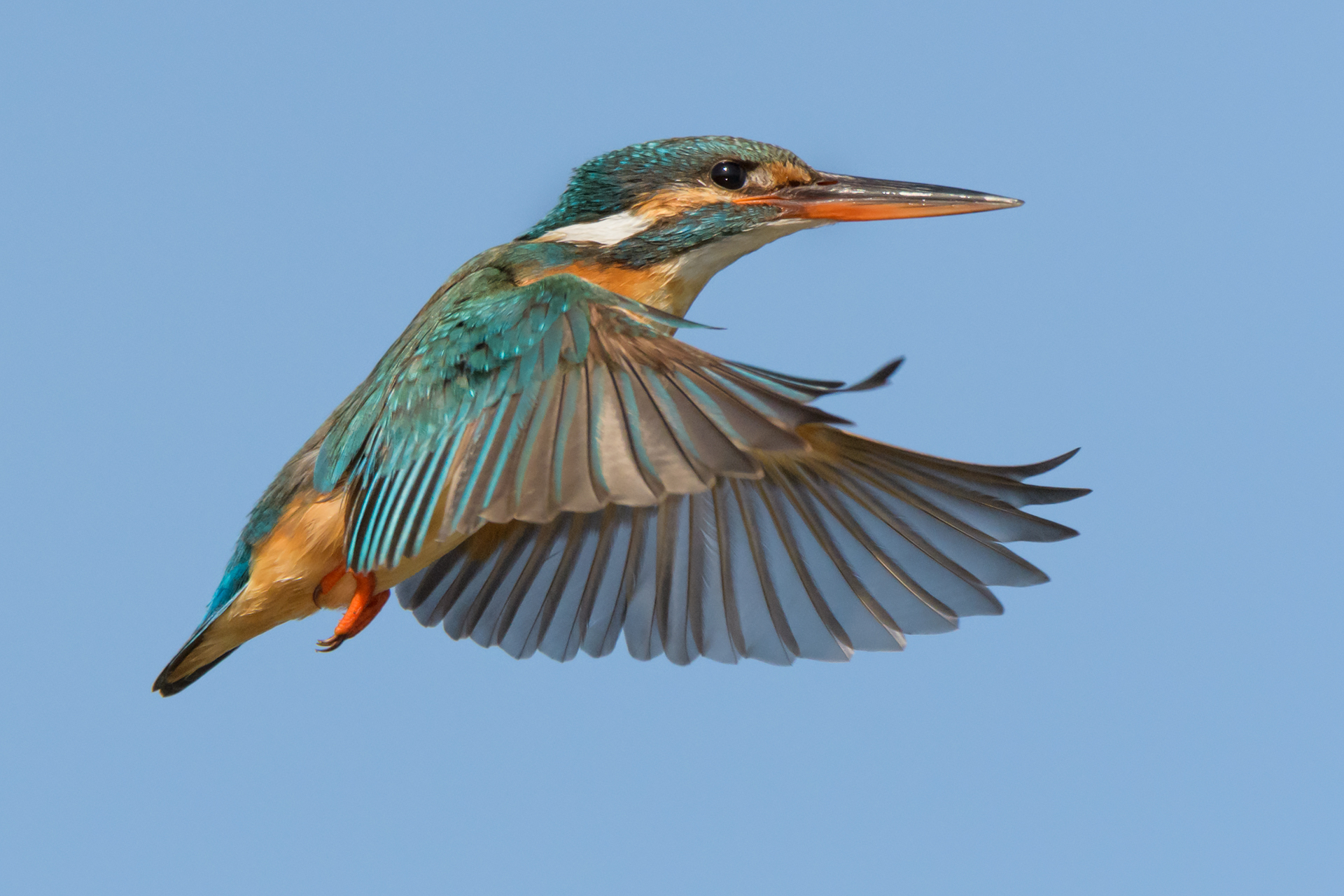 Kingfisher - female...