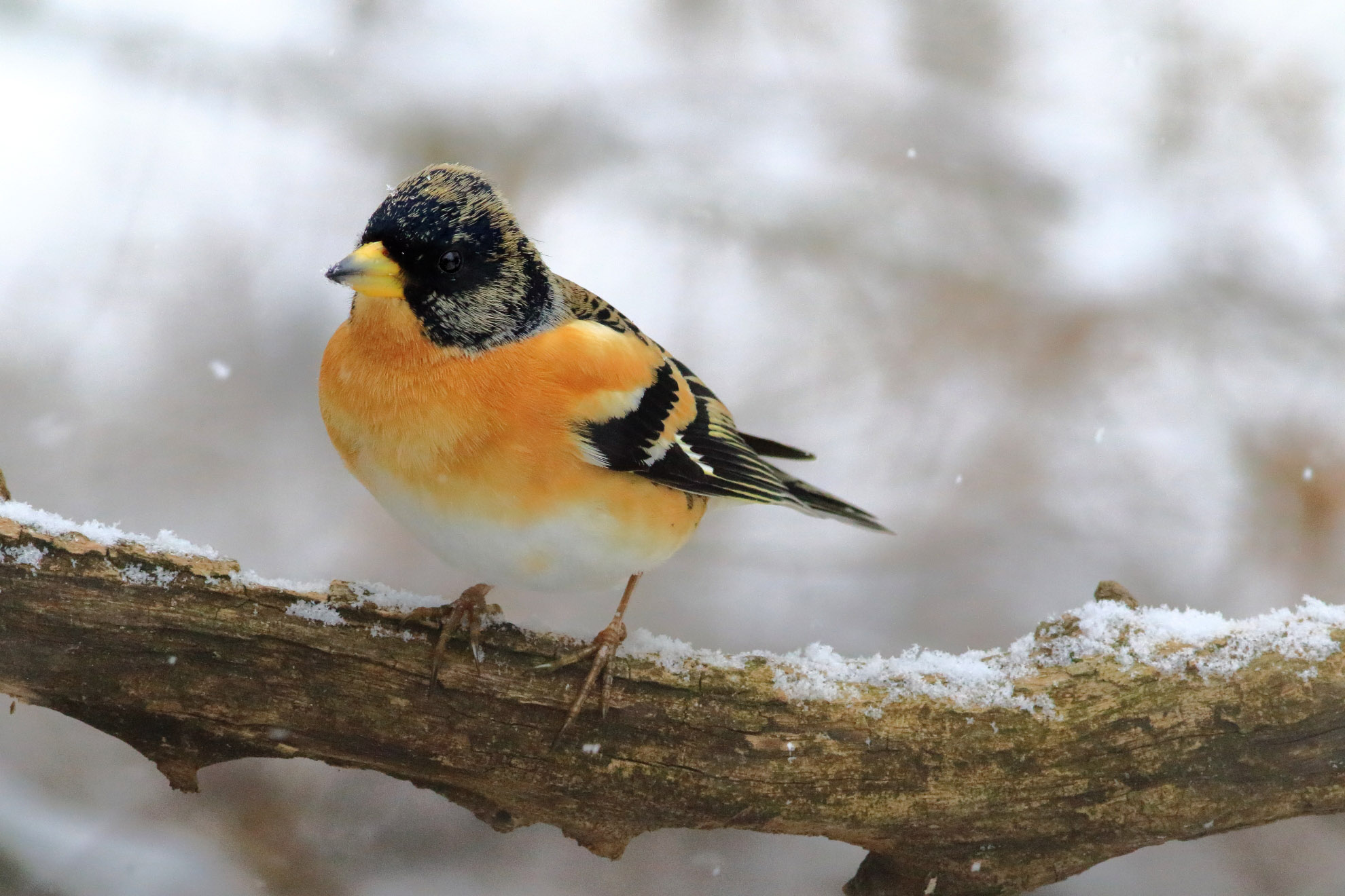 Peppola in the snow III...