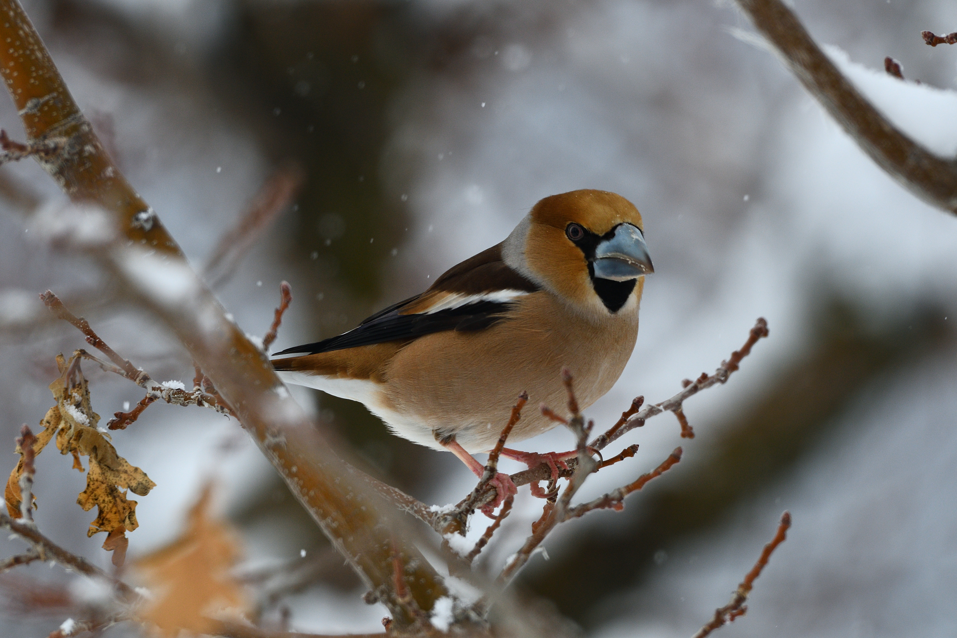Hawfinch under the snow...