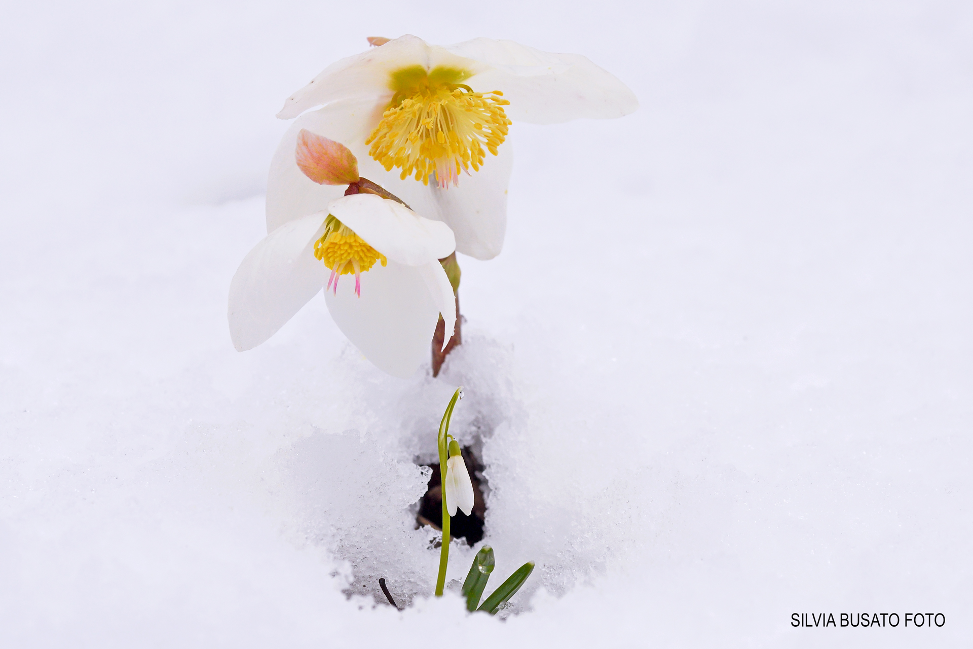 Snowdrop under the hellebore petals...