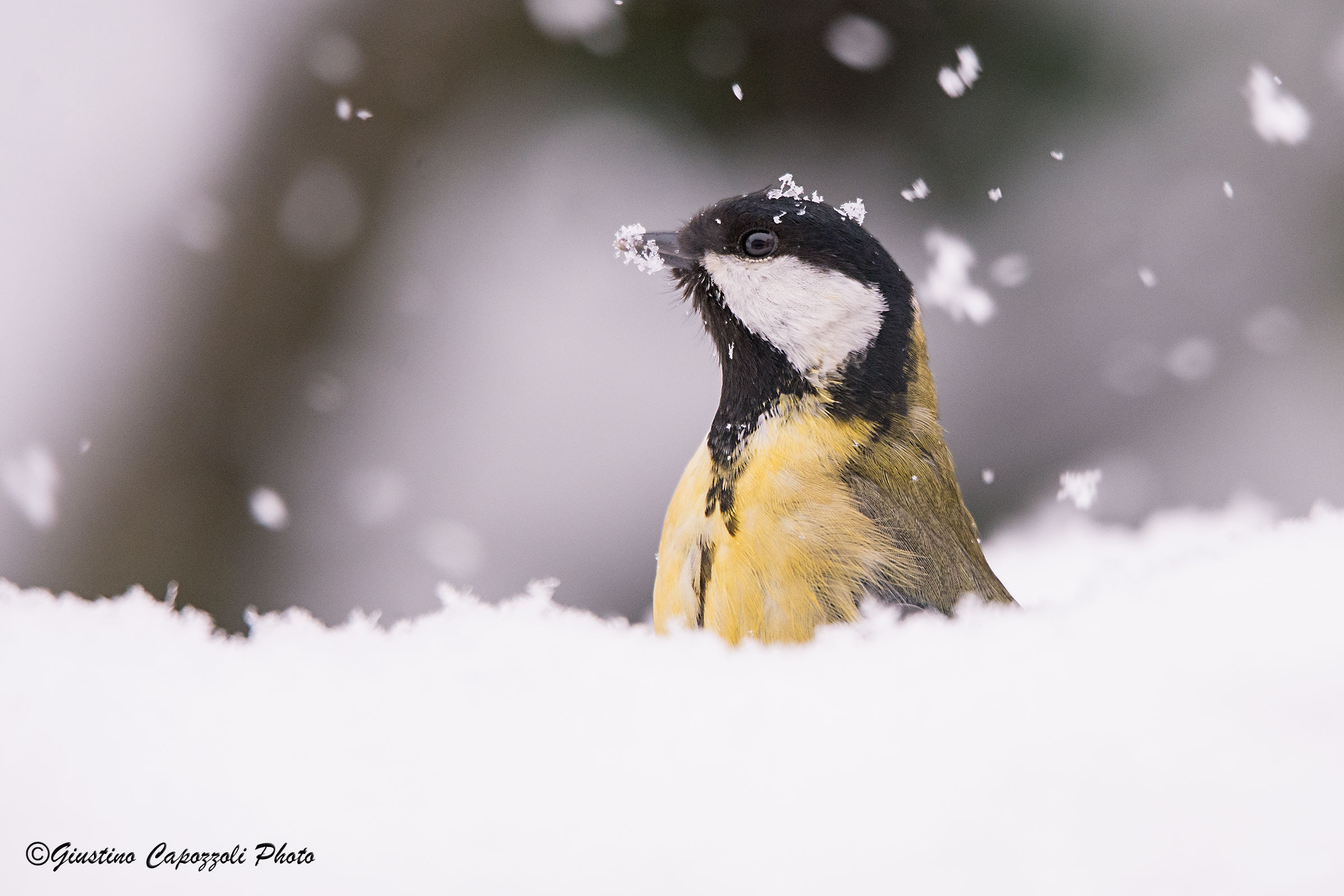 great tit under the snow...