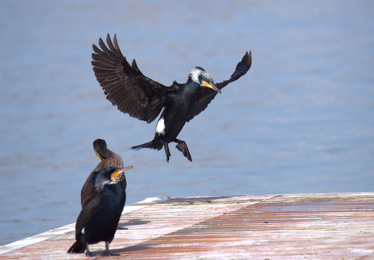 Cormorant...