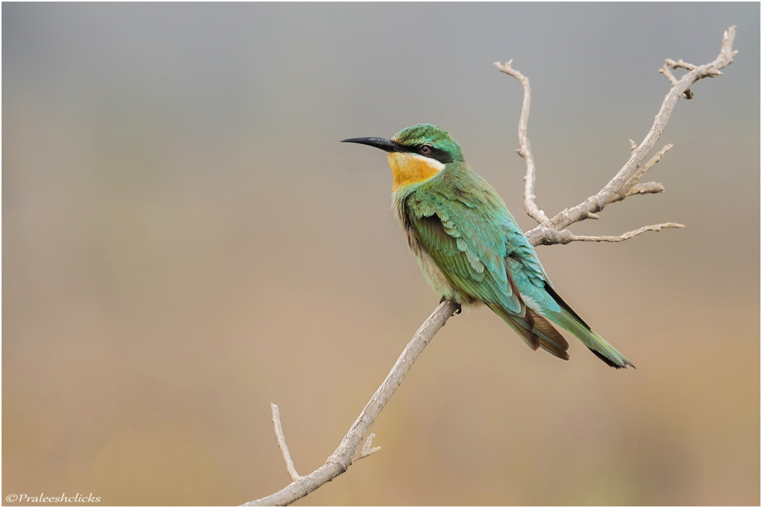 Blue-cheeked Bee-eater...