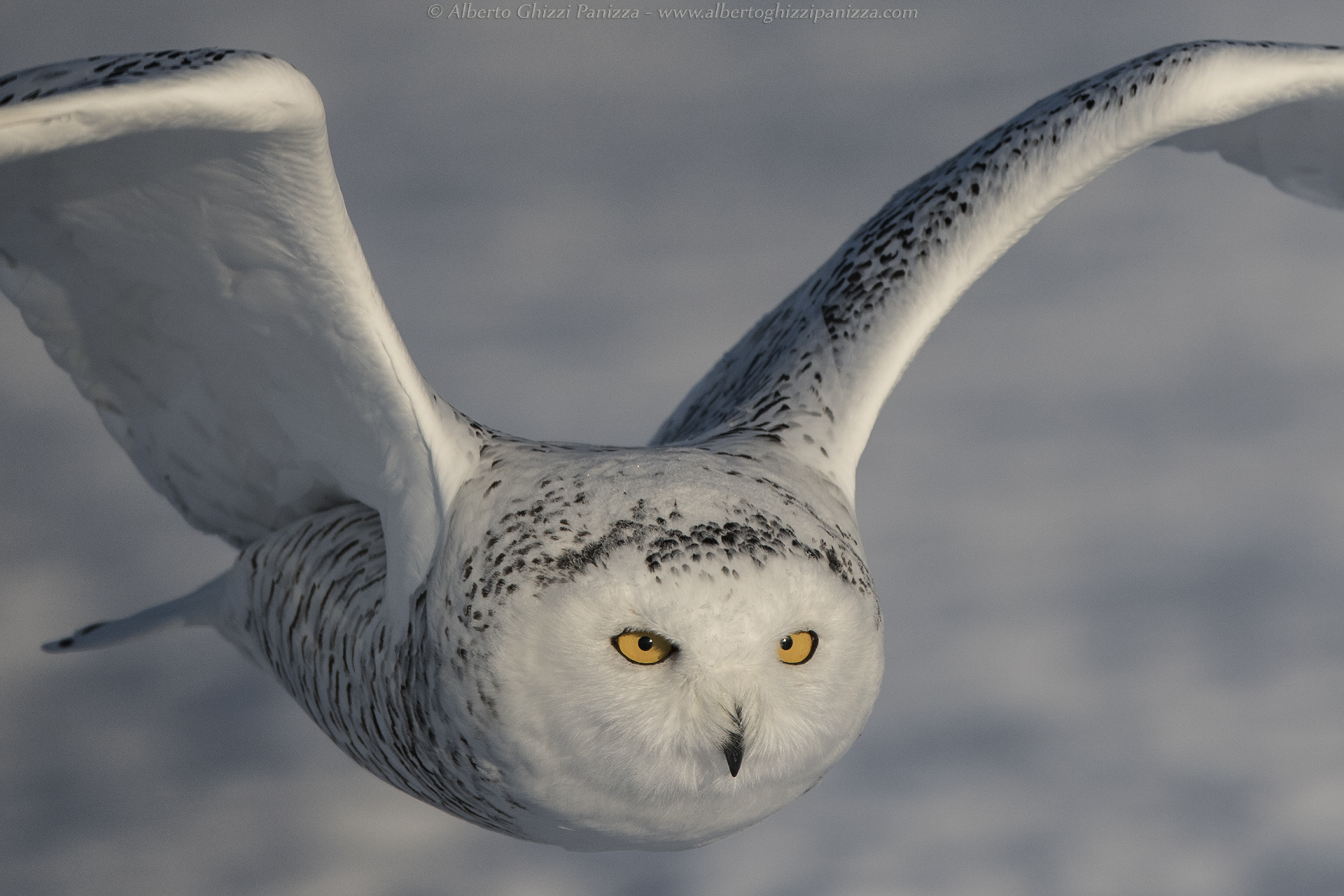 The eyes of the snowy owl...