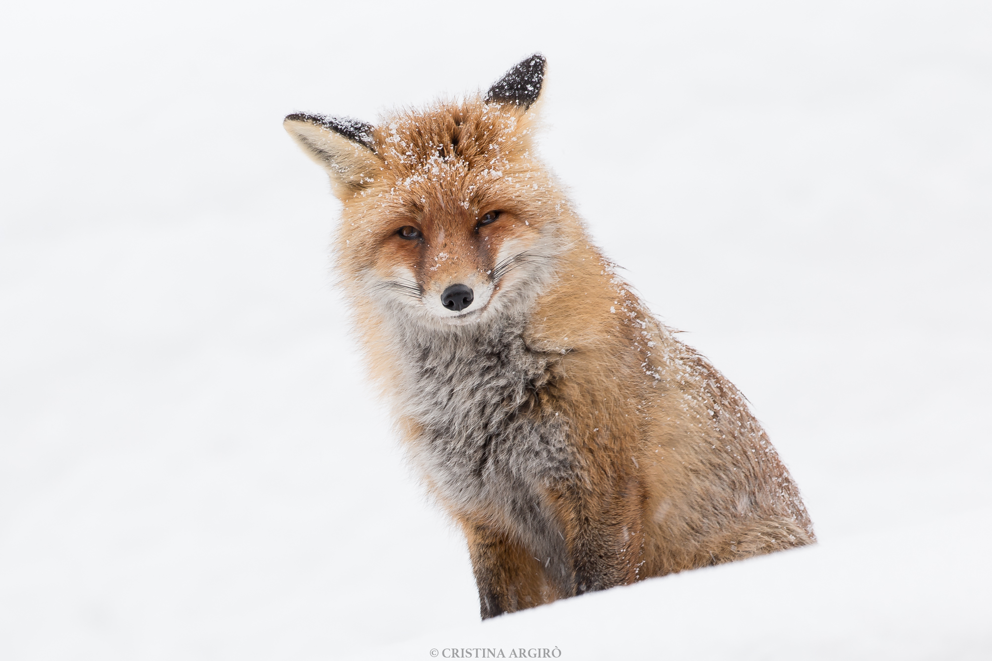 The look of the red fox...