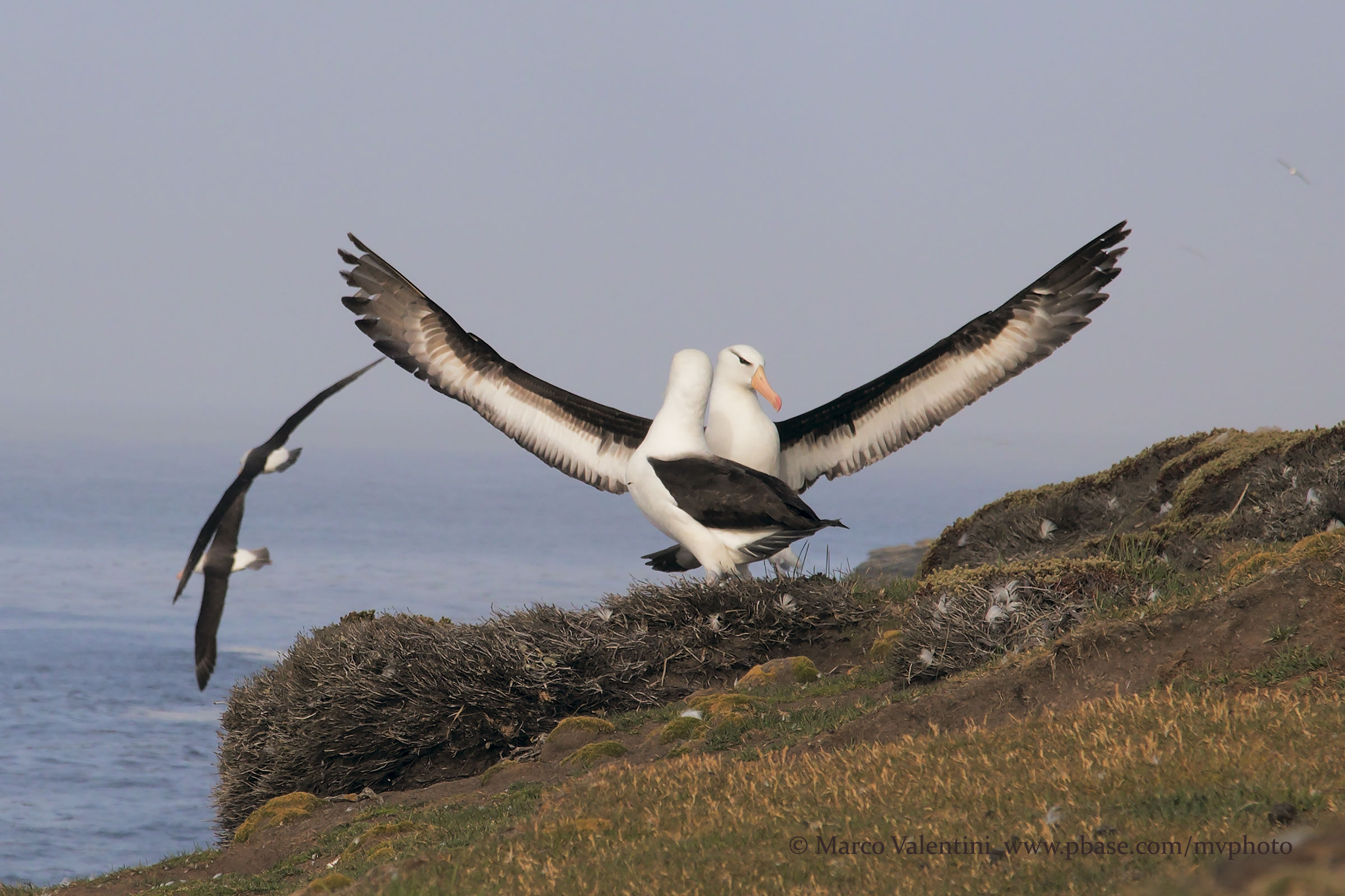 Albatros, the dance of life...