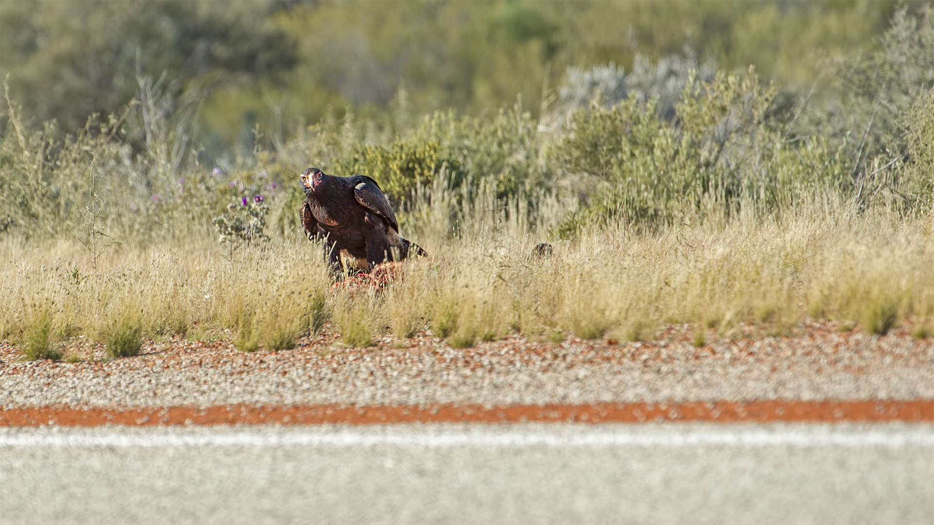 Aquila audax (Eagle cuneata)...